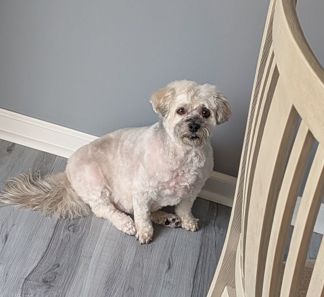 Snickers Cody Lizzie