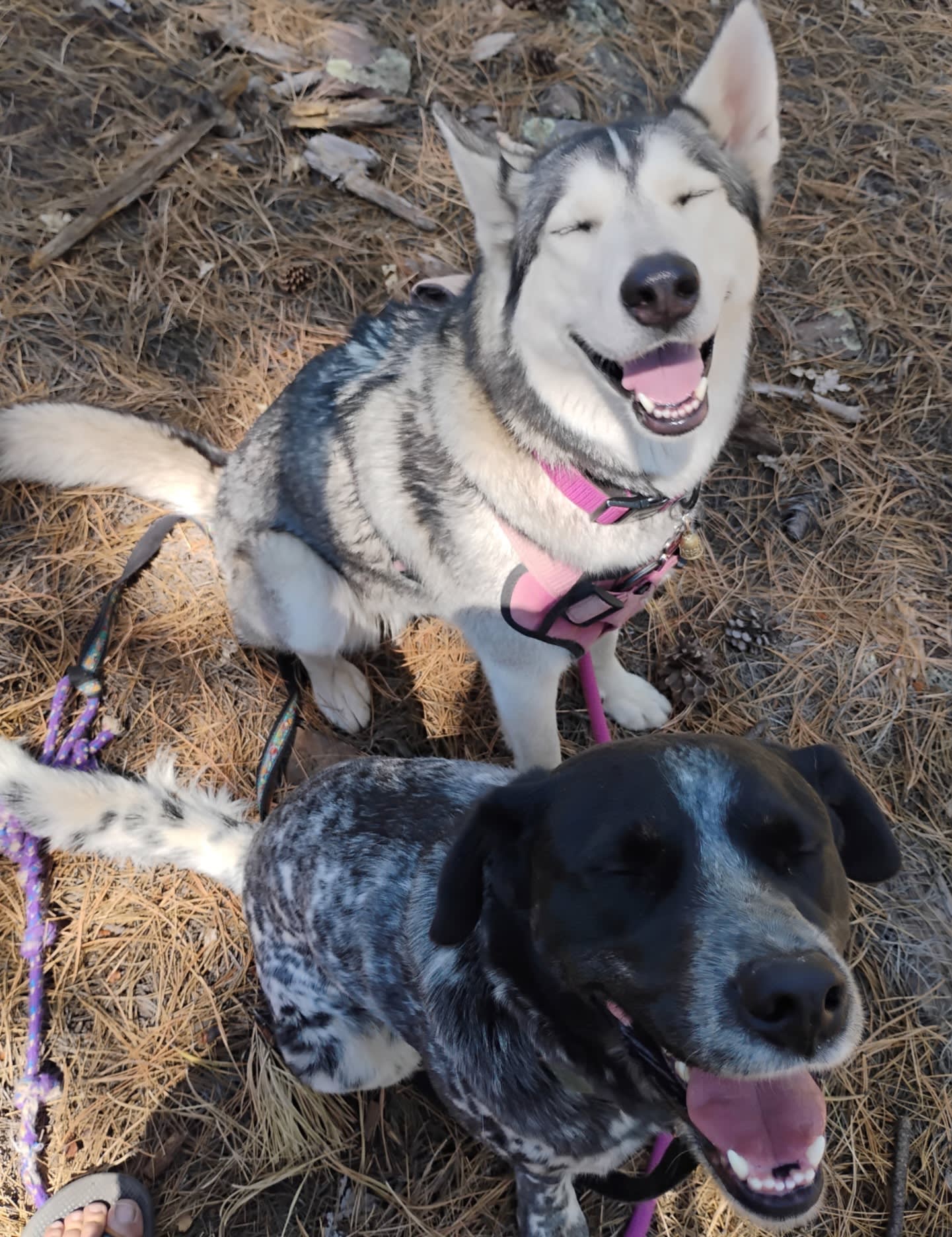 Koda Koda