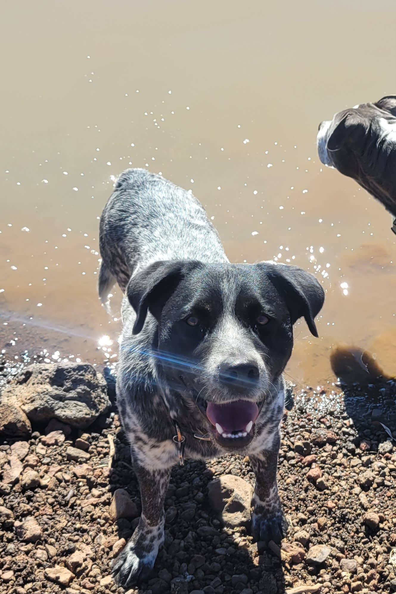 Koda Koda