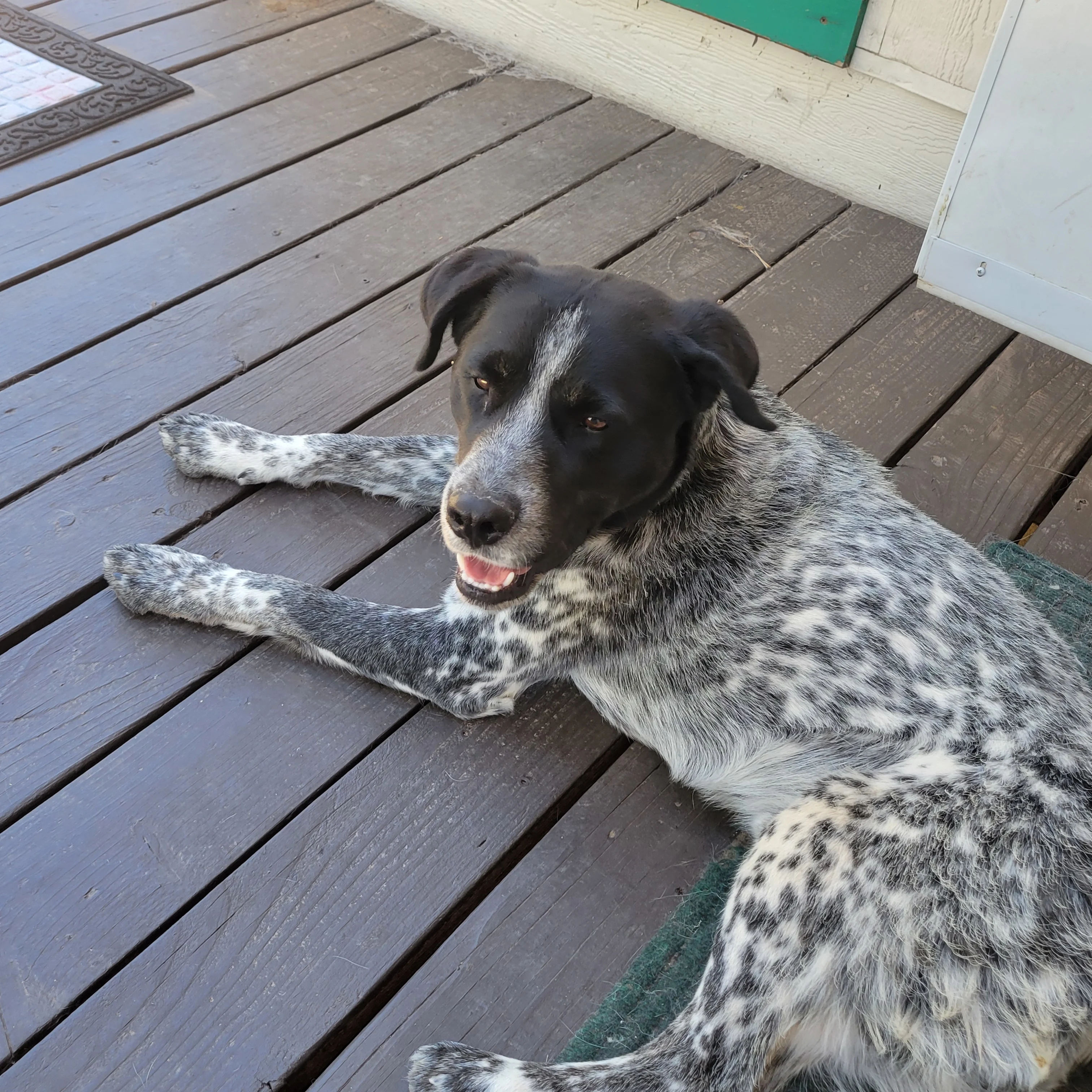 Koda Koda