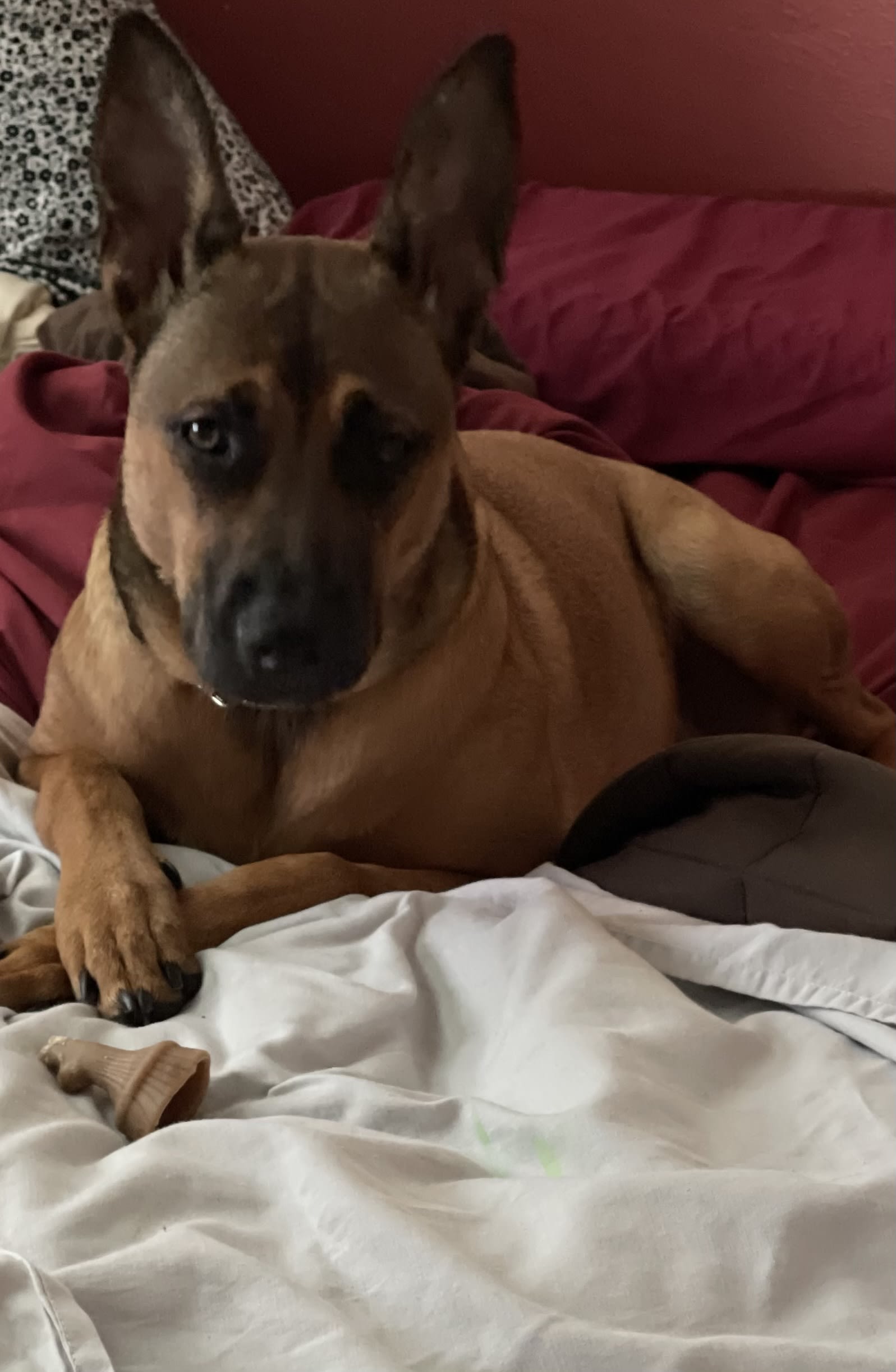 Ava