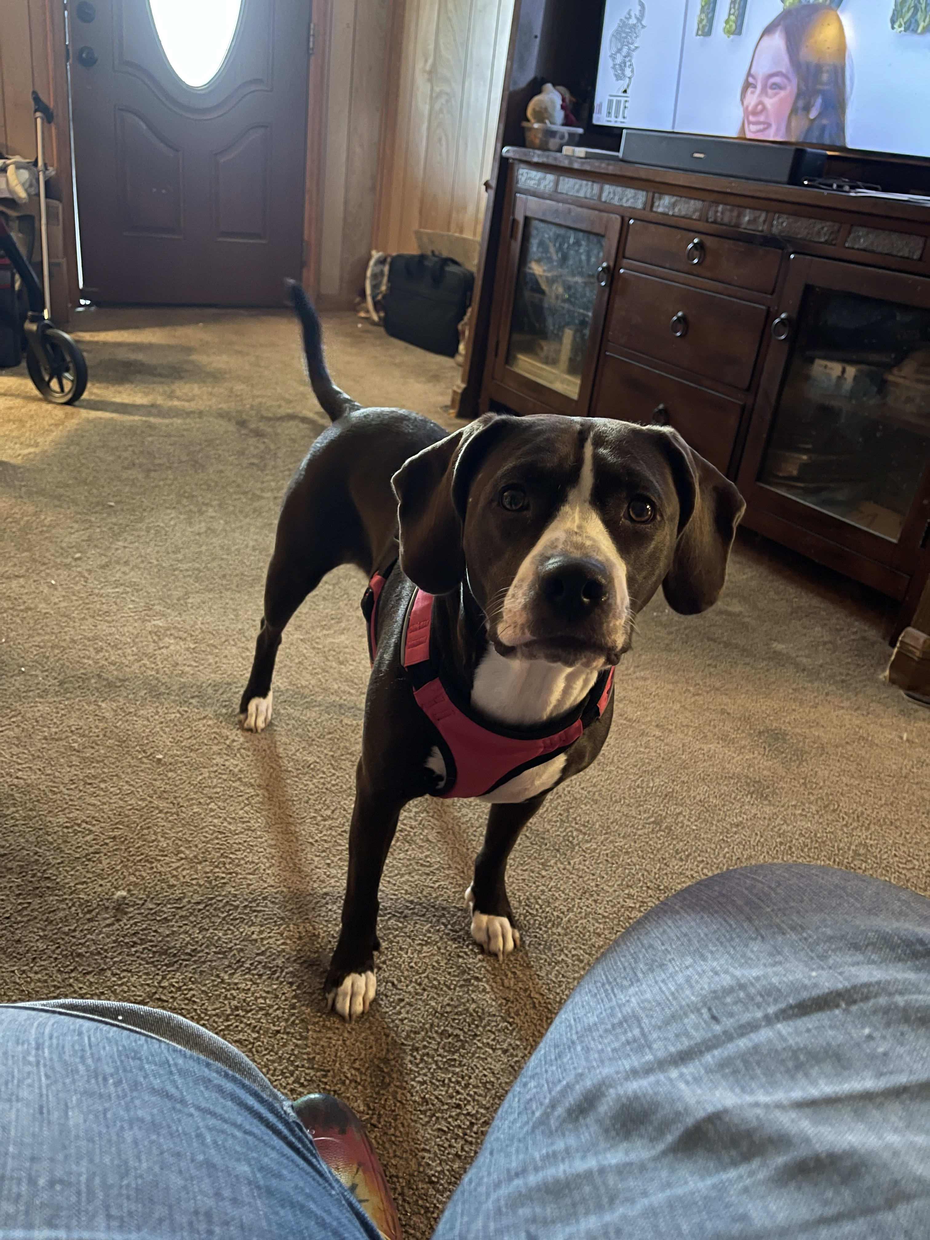 Izzy