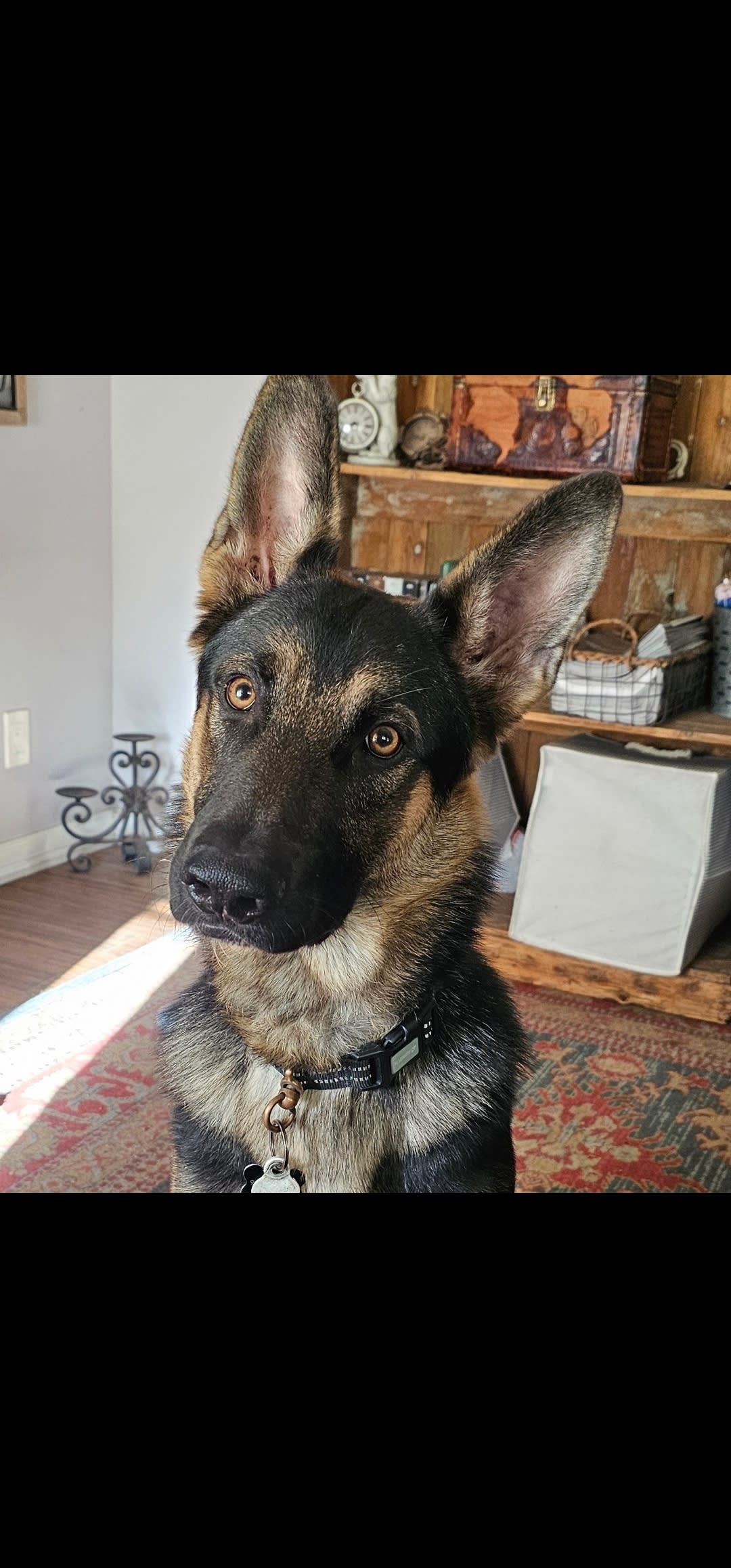 D-O-G