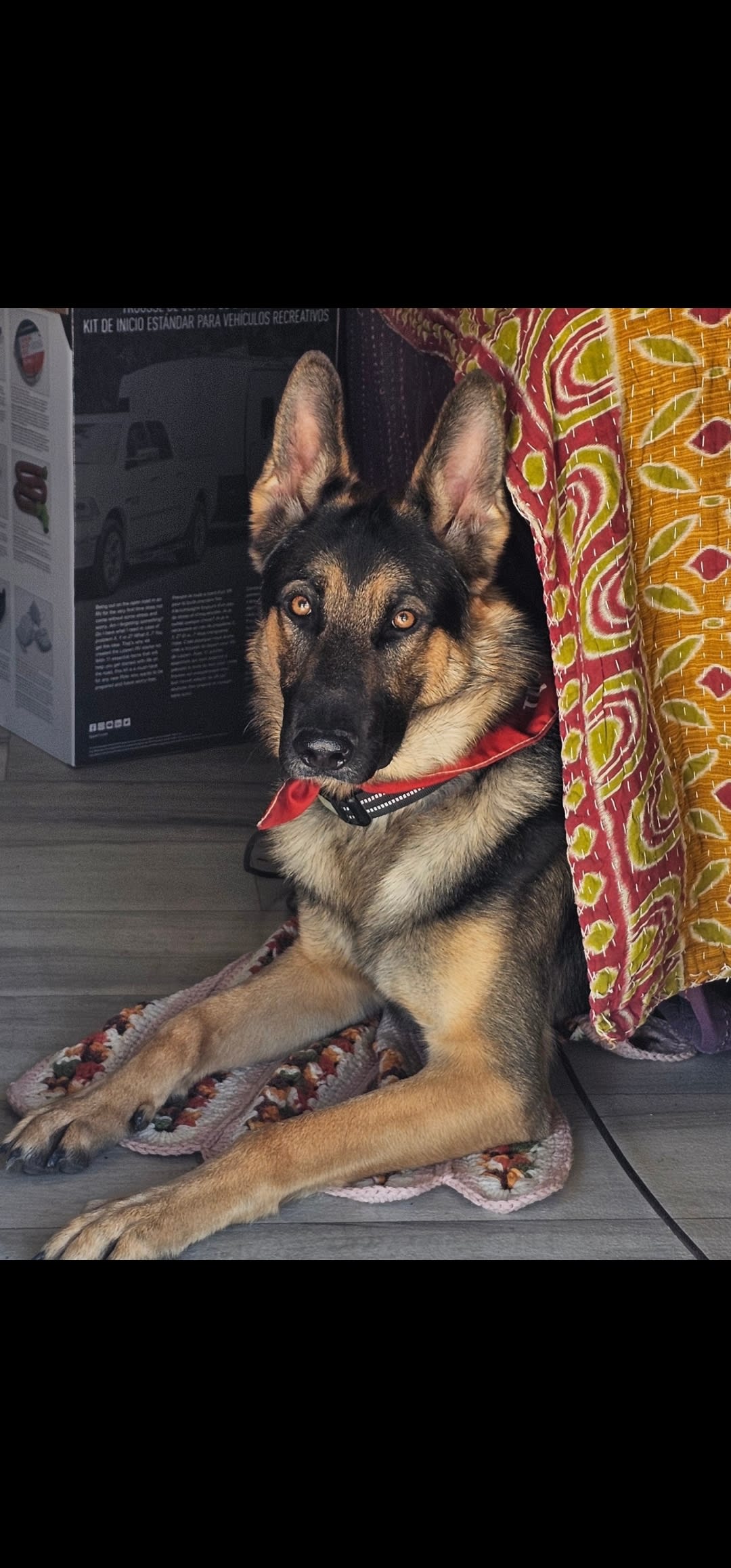 D-O-G