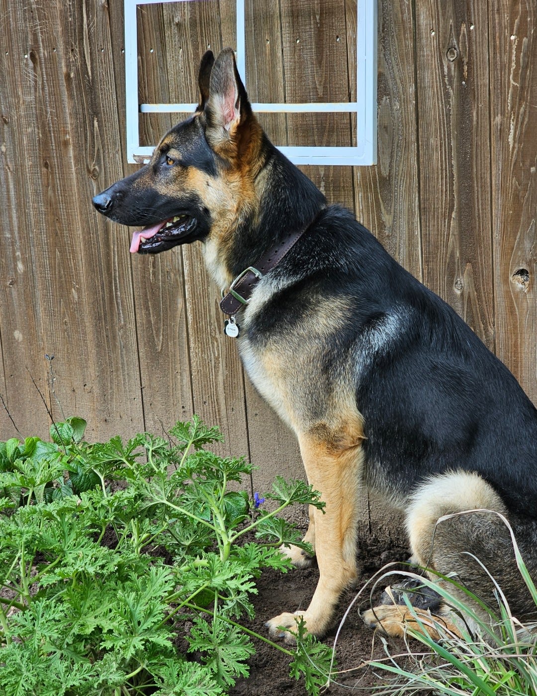 D-O-G