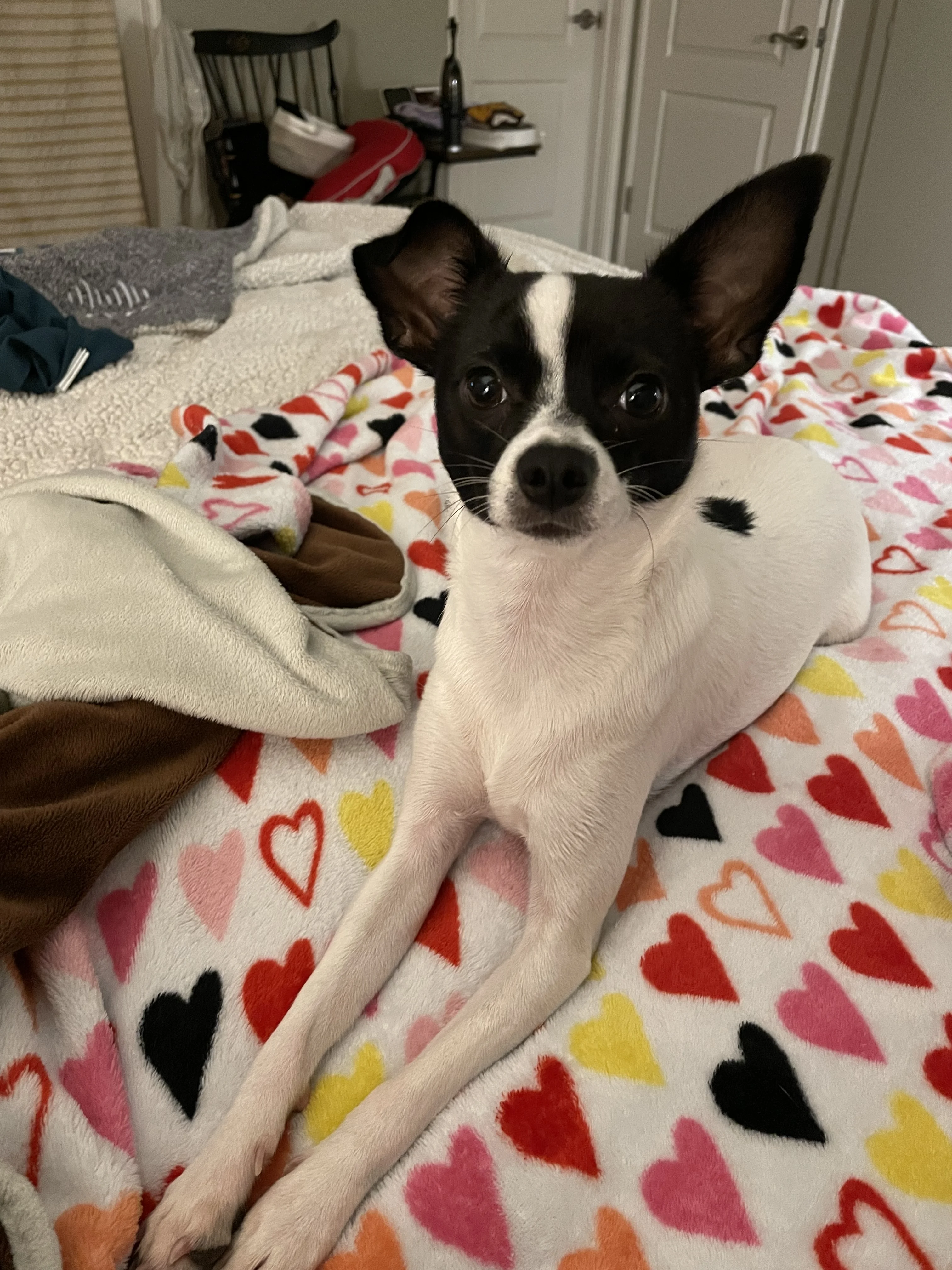 Stella G