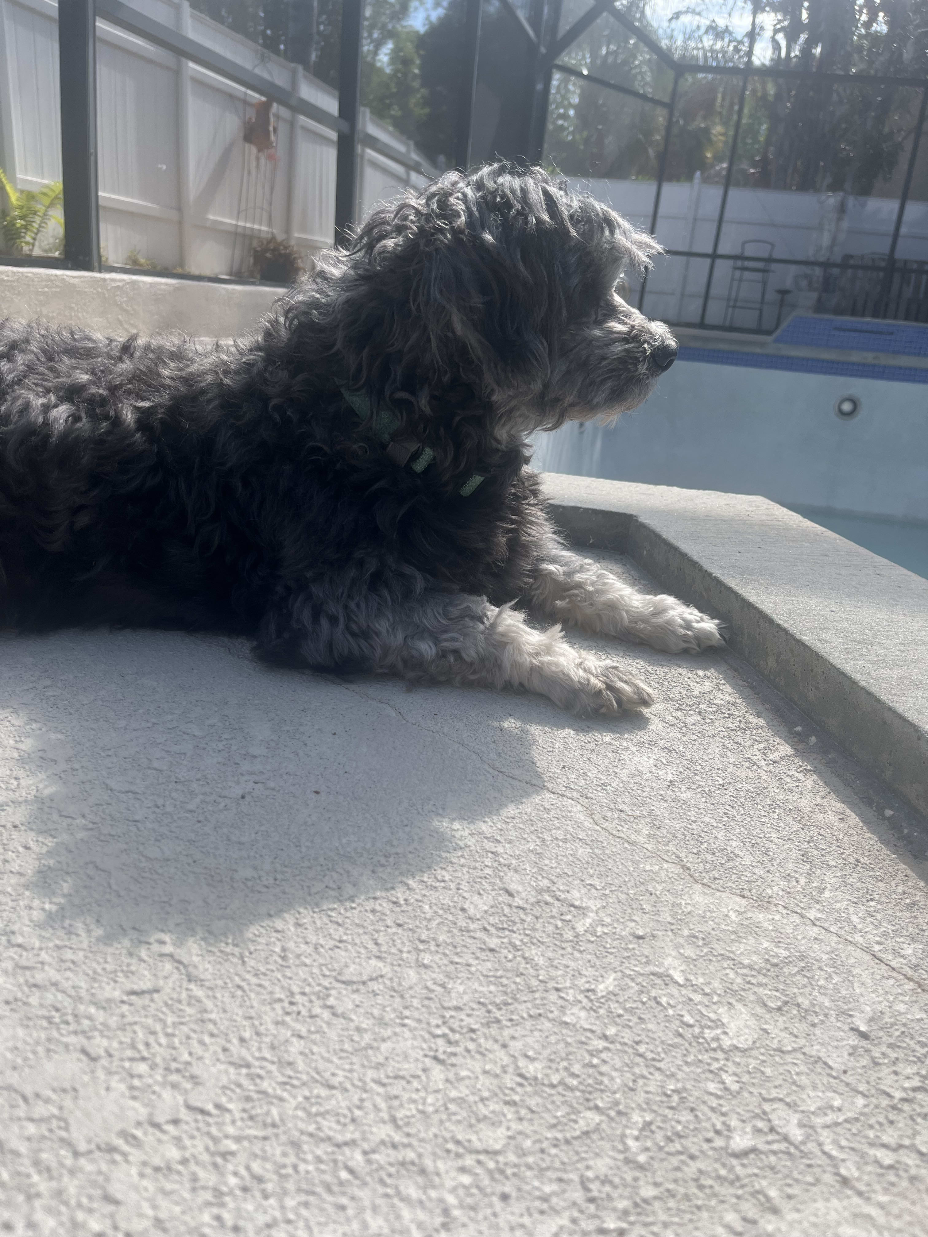 SQUEEGEE