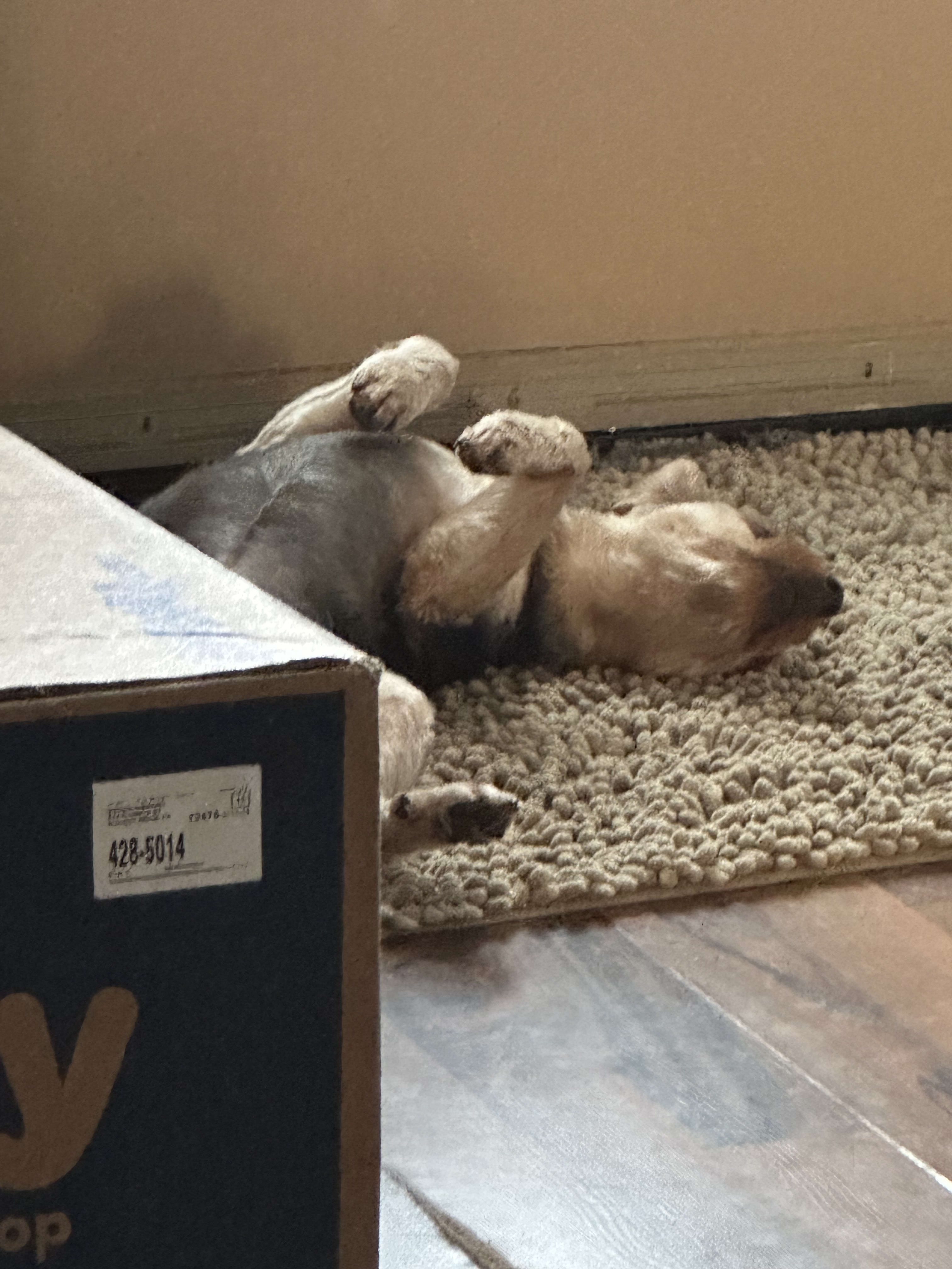 Bailey