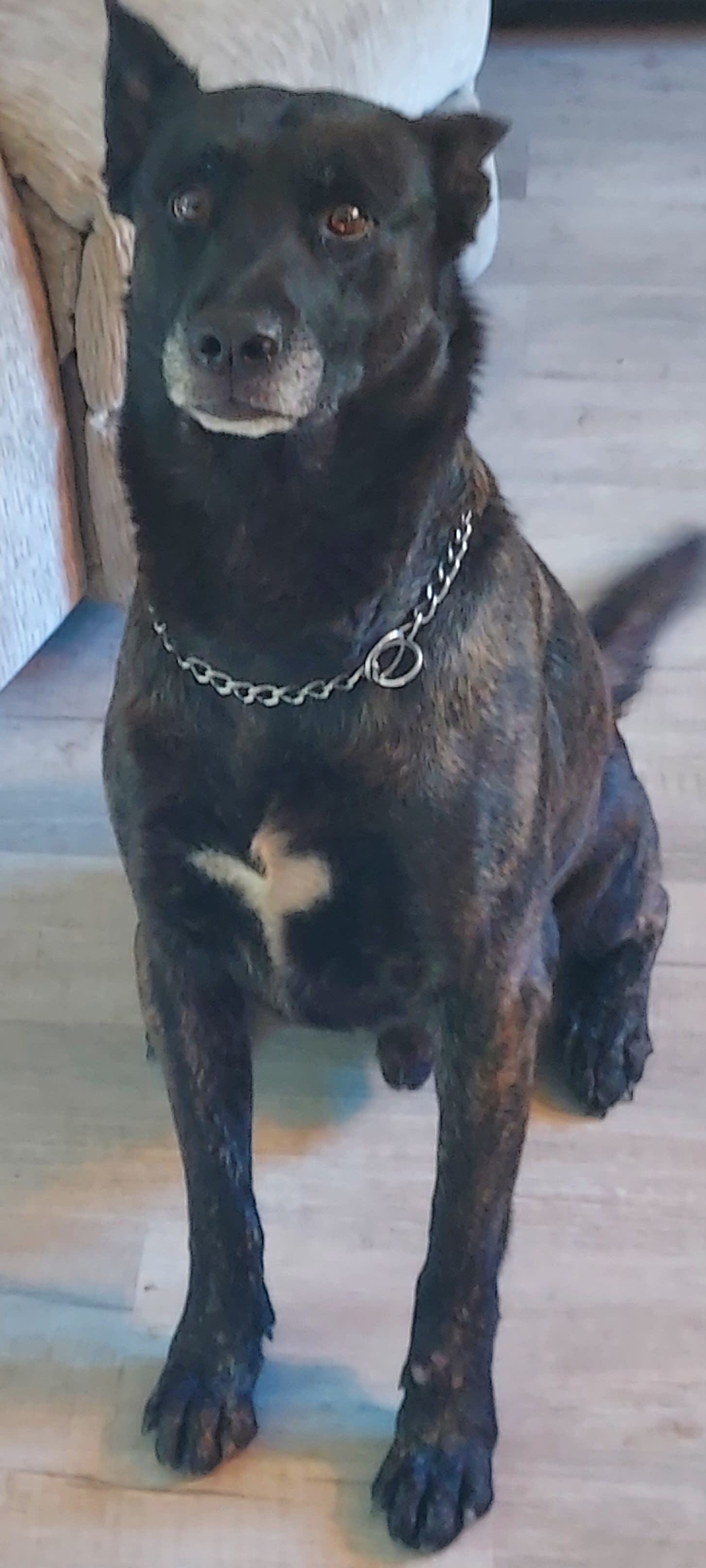 Oso Oso