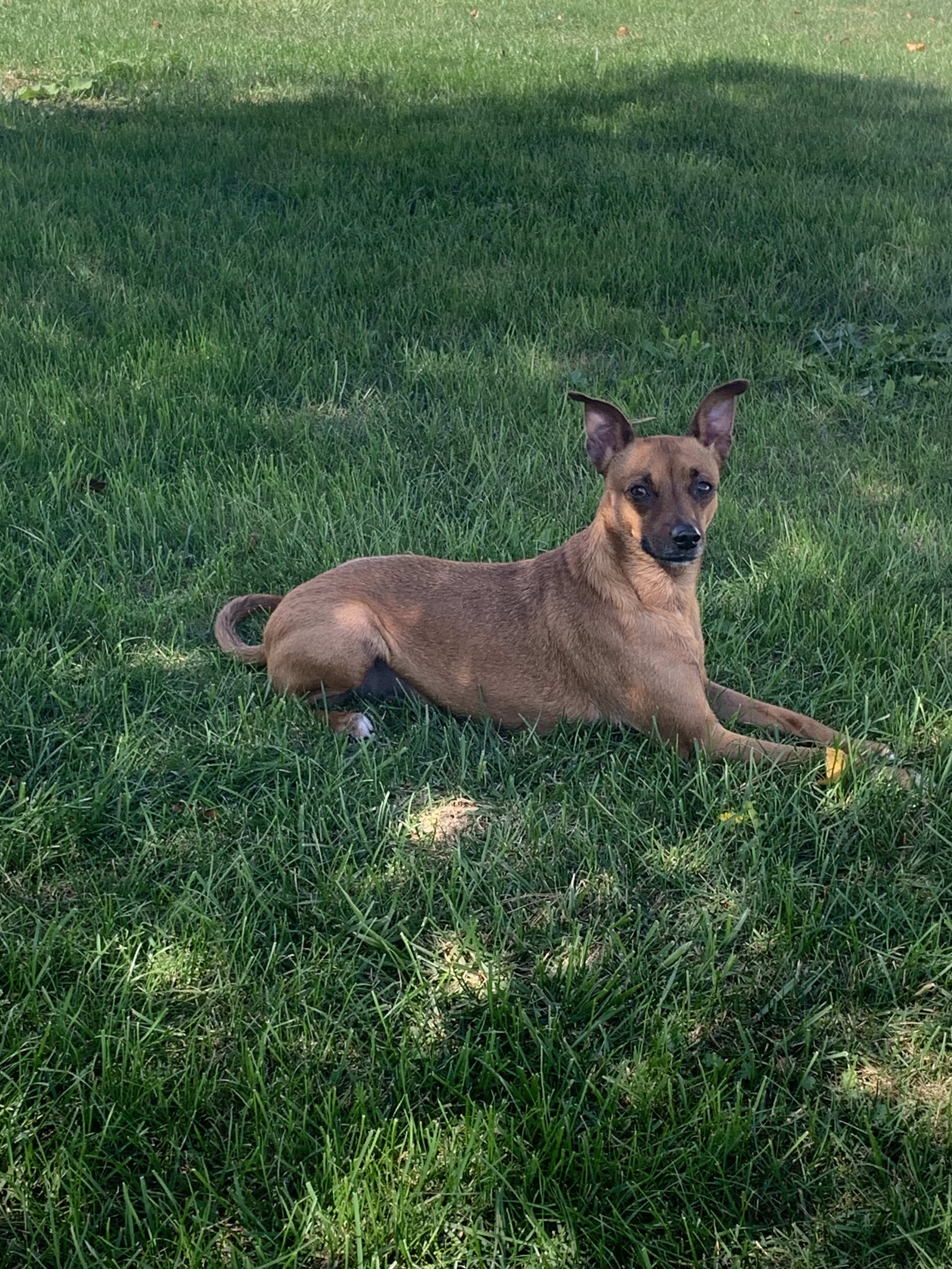 Scooby