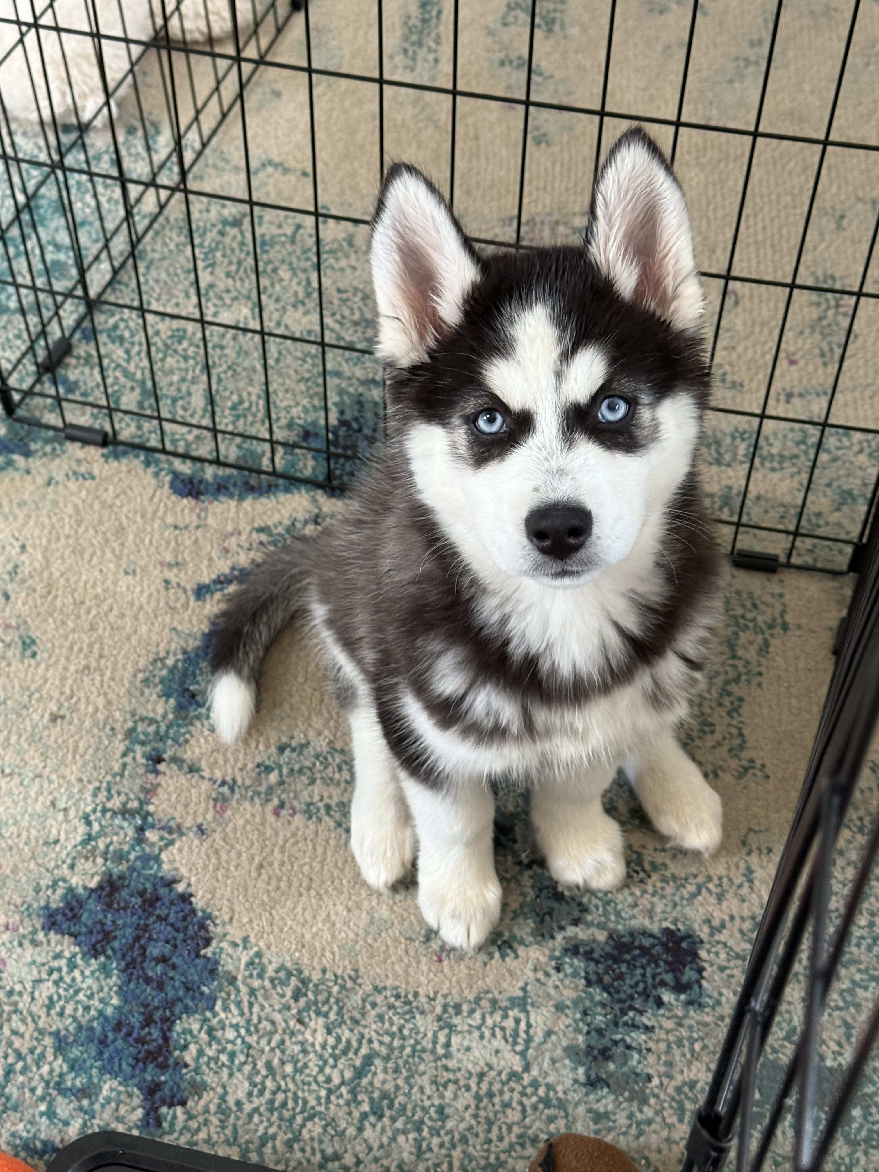 Nova