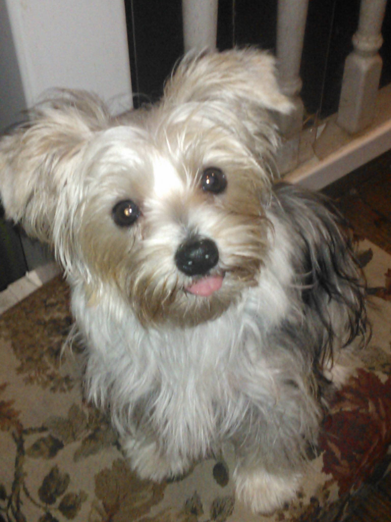 Mollie Mollie