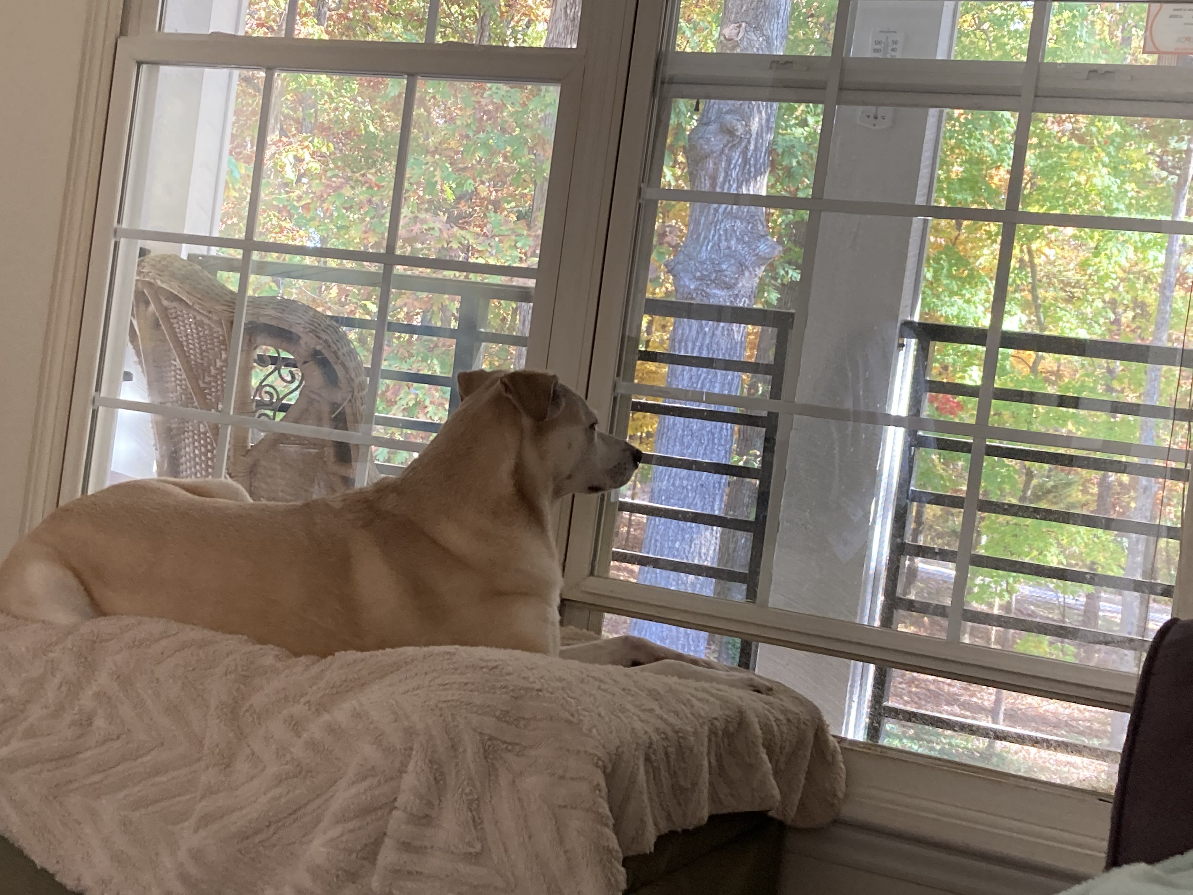 Phoebe Phoebe