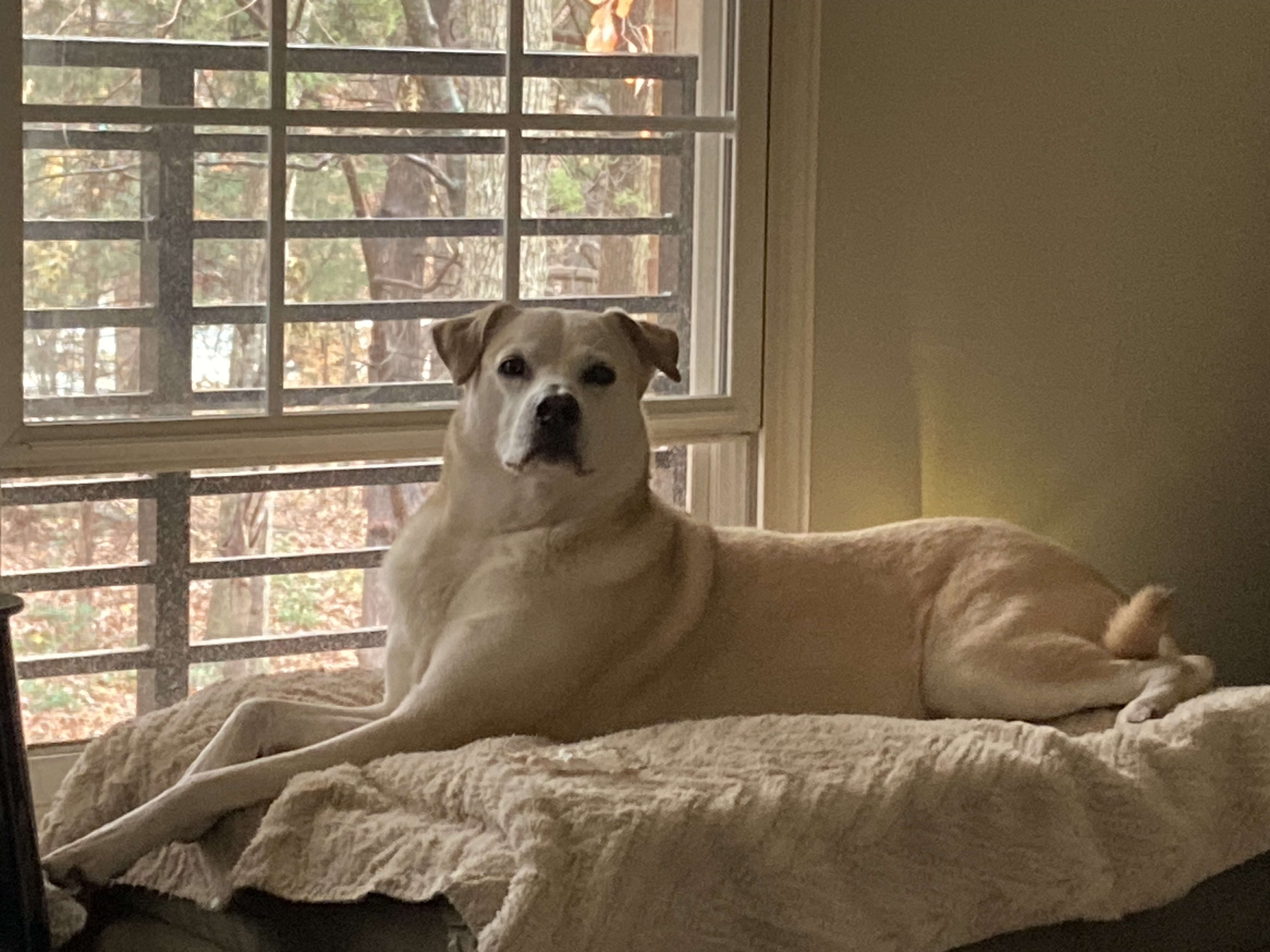 Phoebe Phoebe