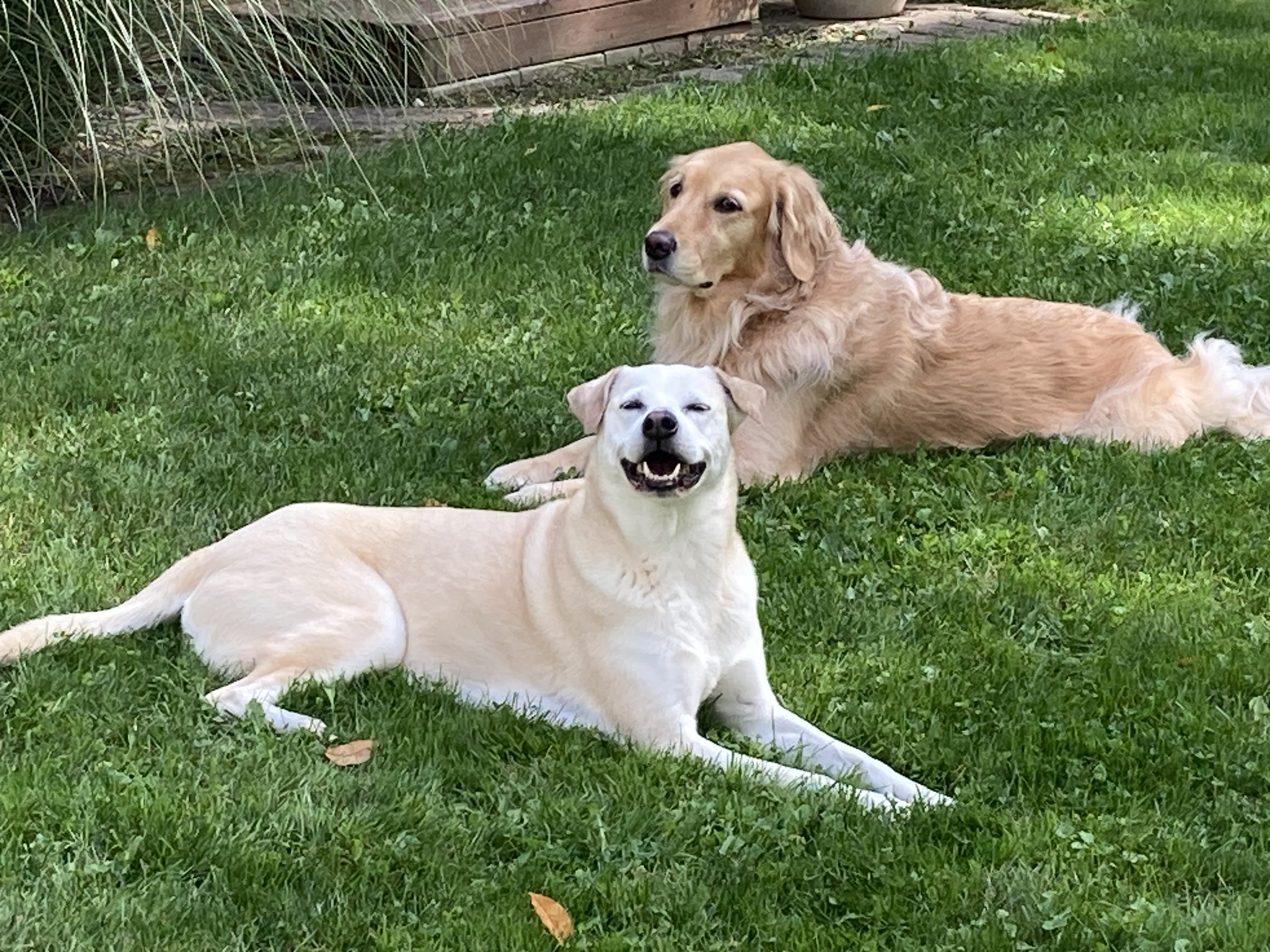 Phoebe Phoebe