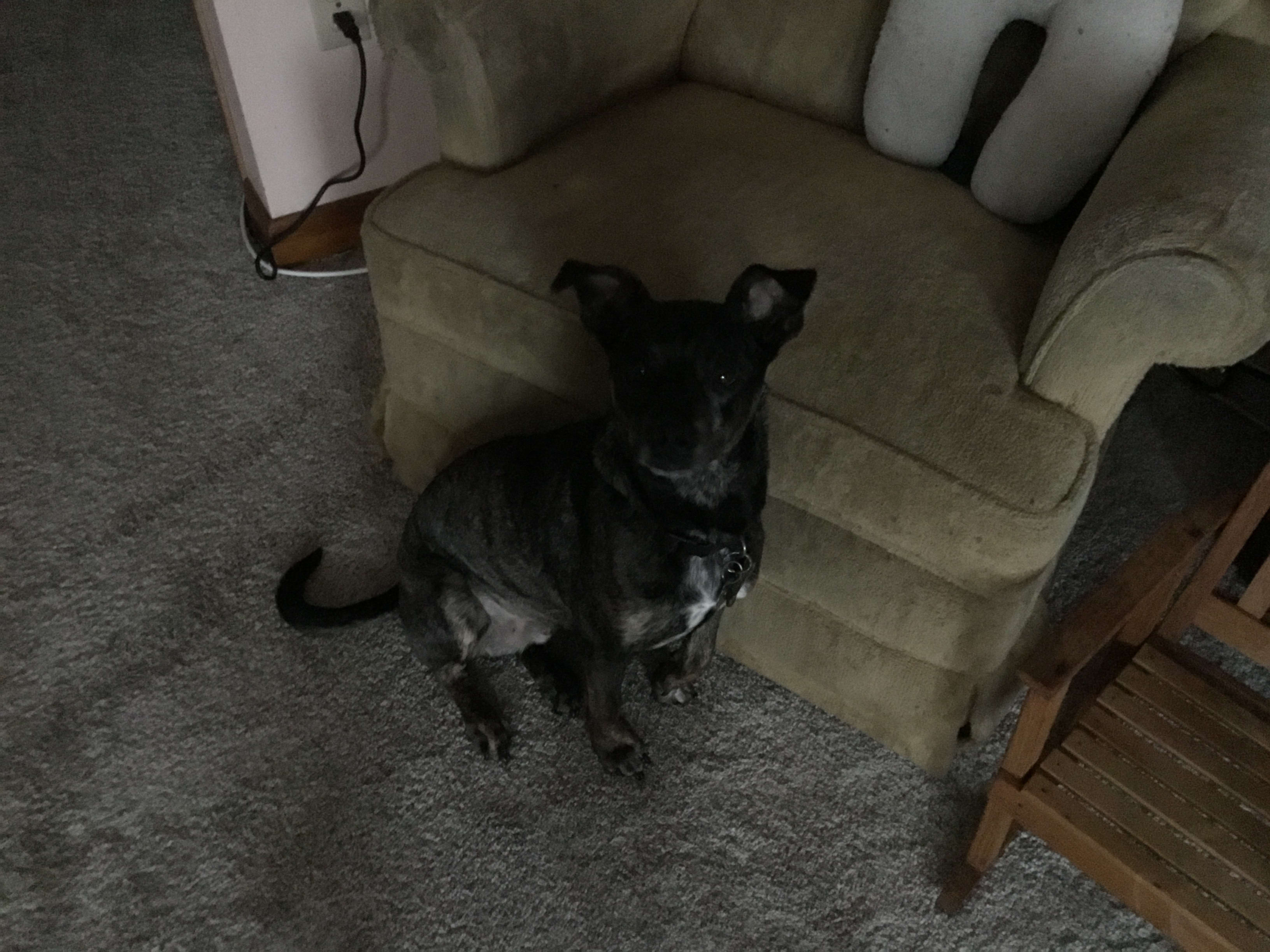 Dozer