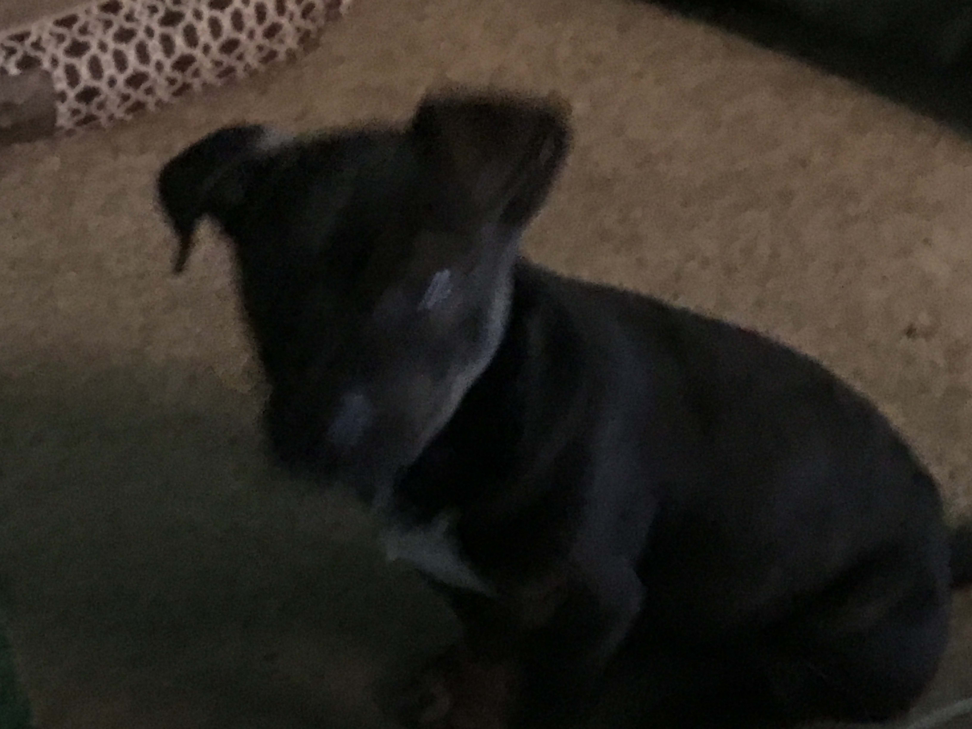 Dozer