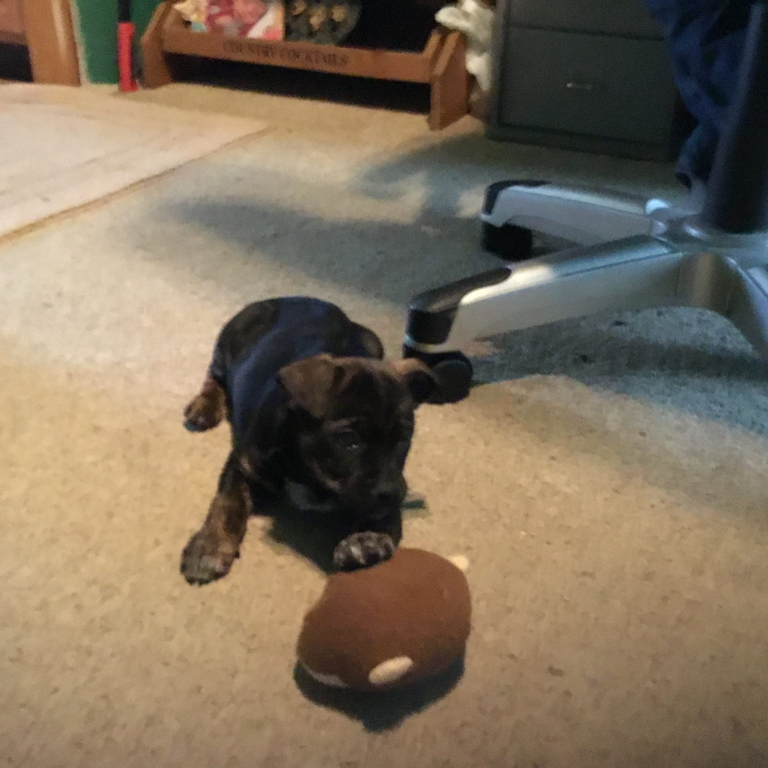 Dozer