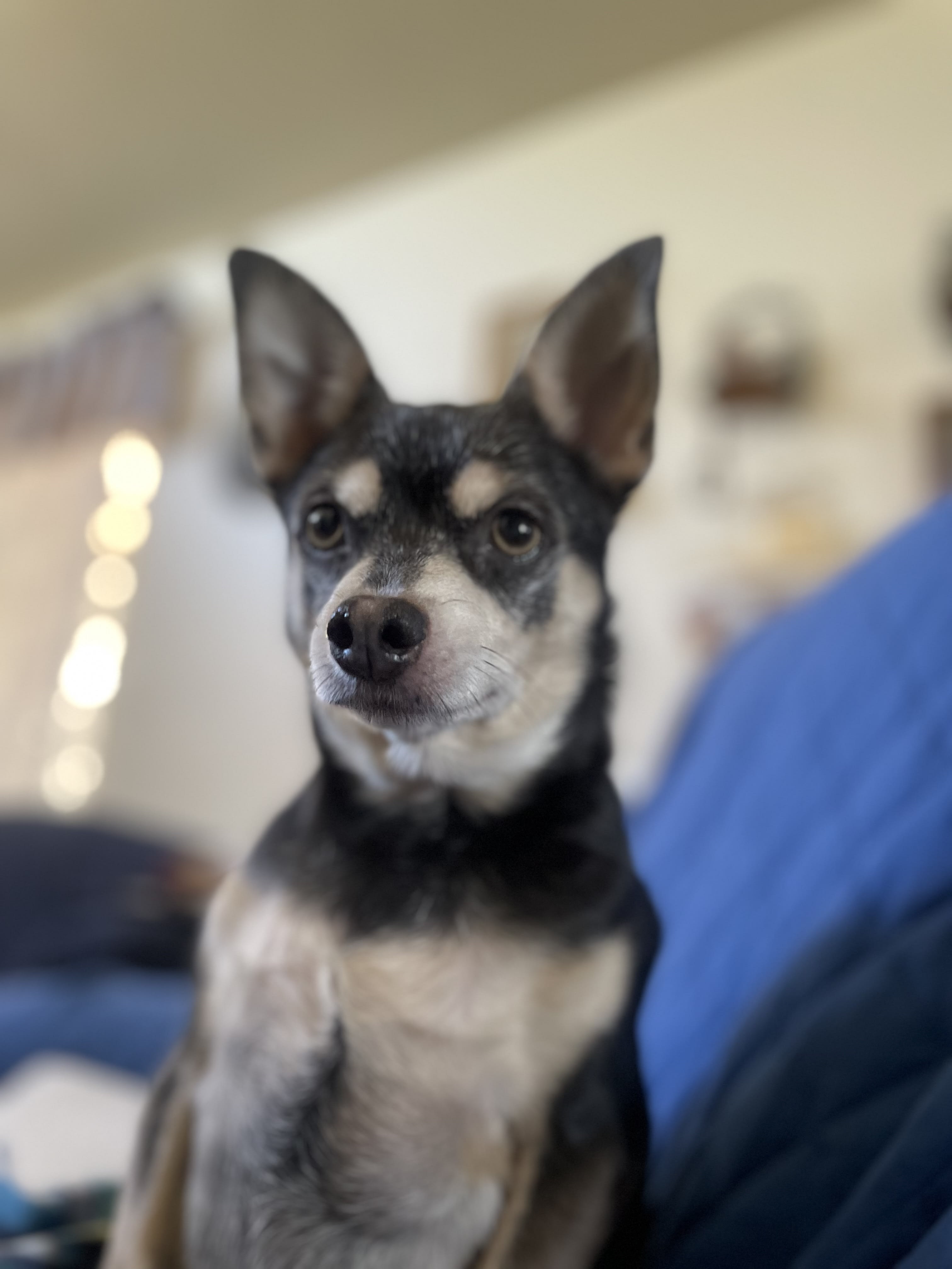 Yugo