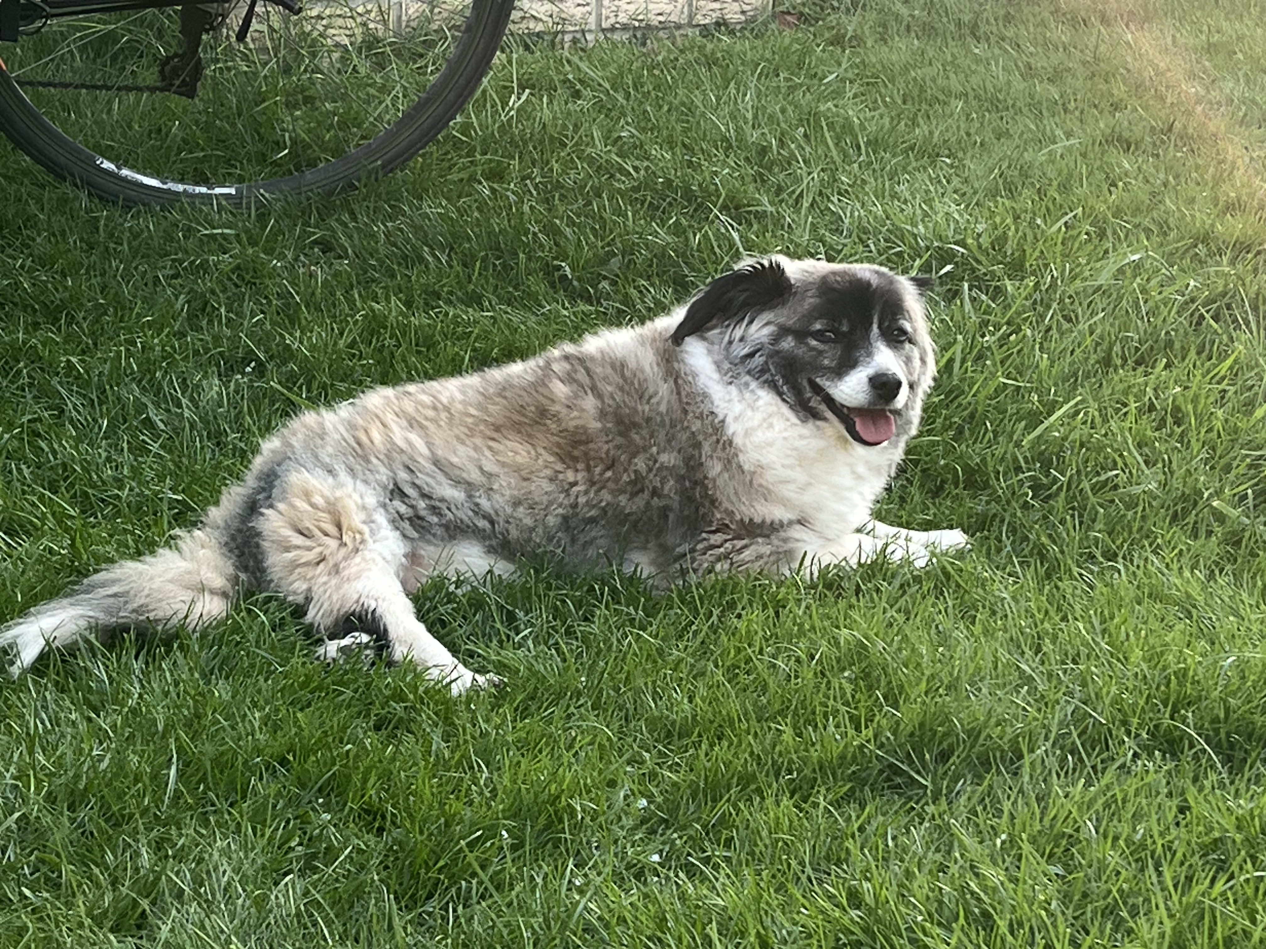 Grusha
