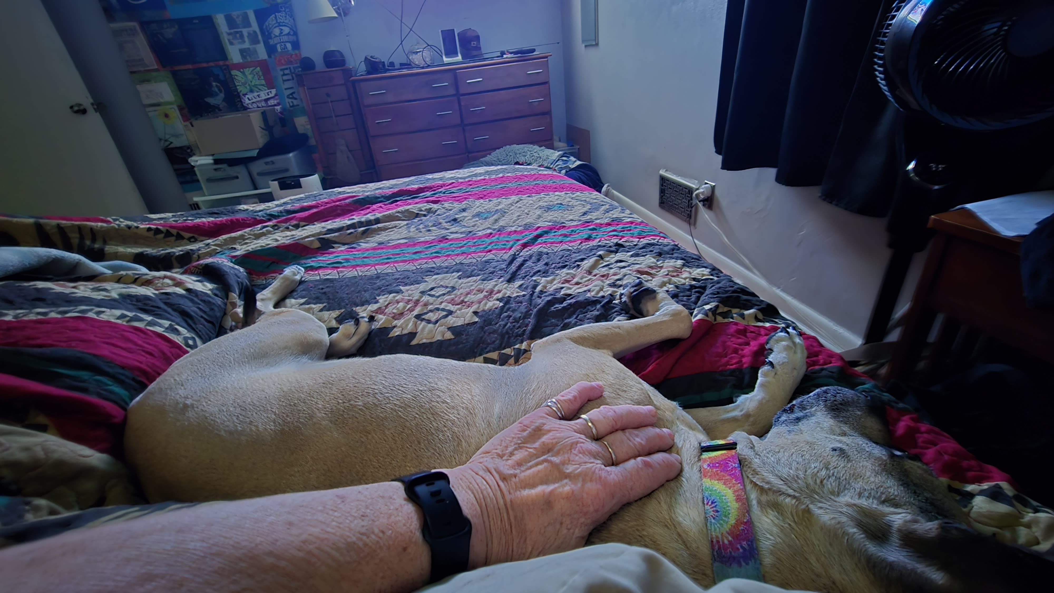 Sky Taffy Touch senior dog rescue