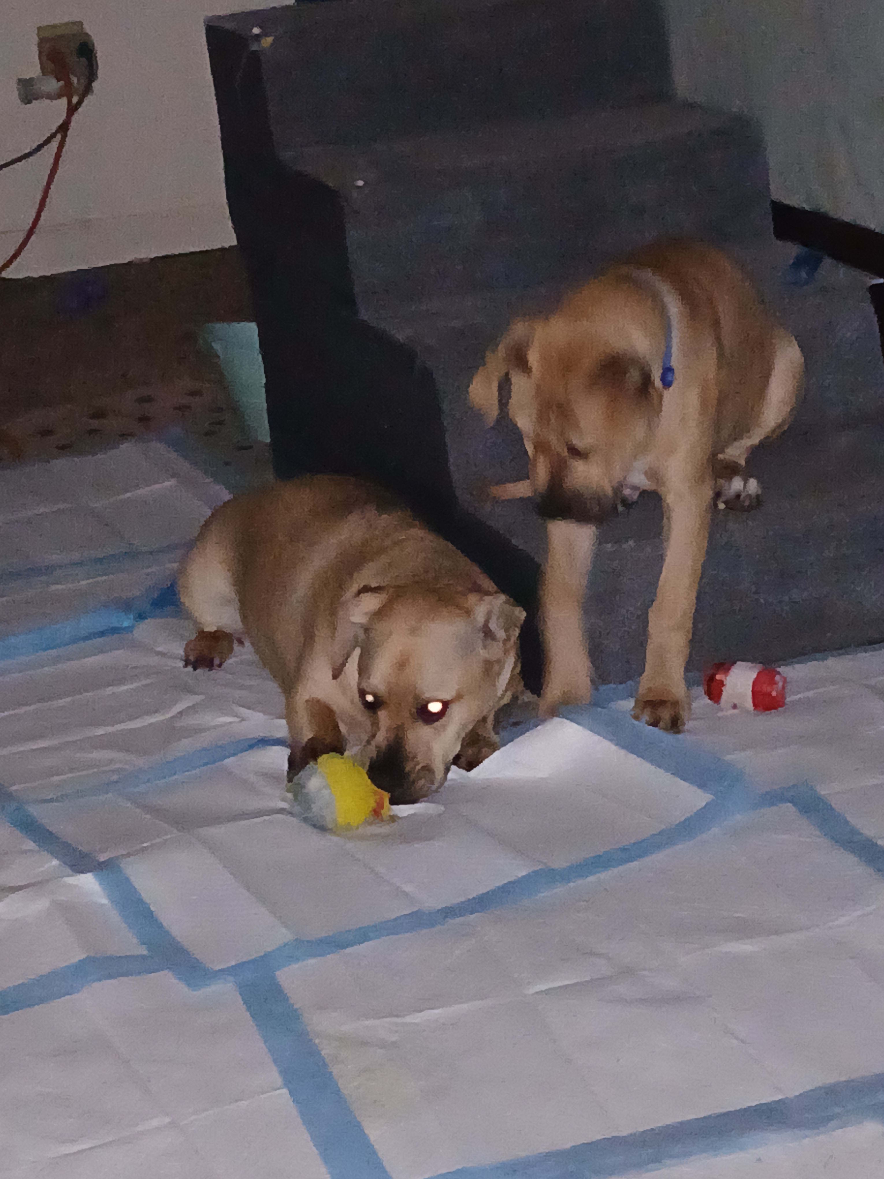 Charlie and Peanut