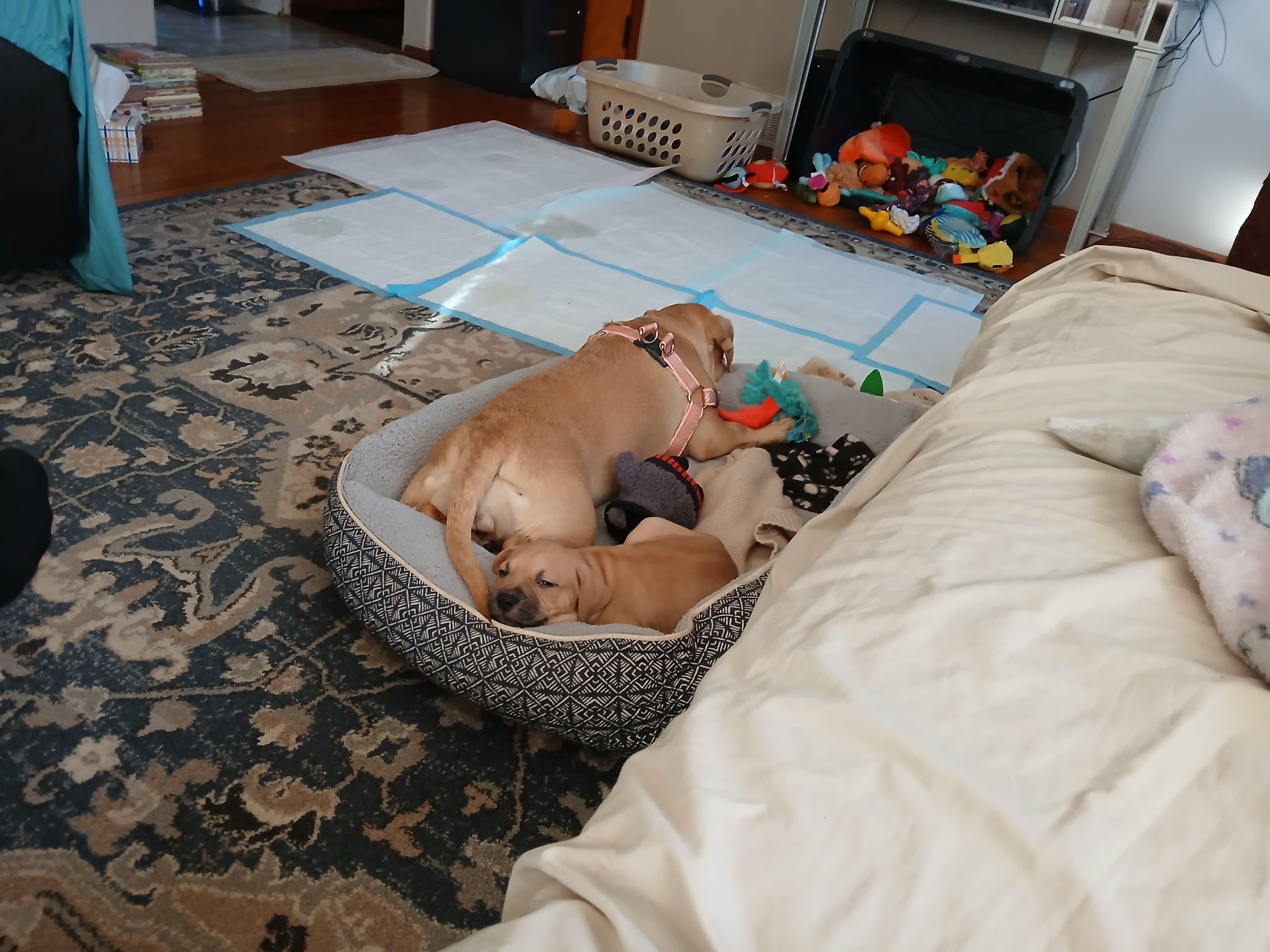 Charlie and Peanut