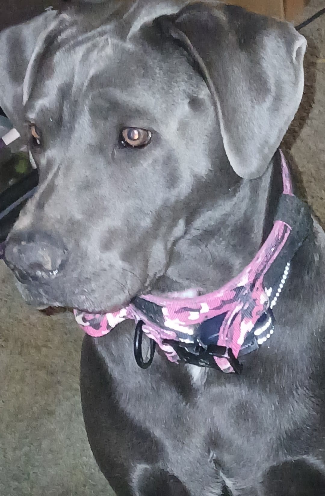 Cleo