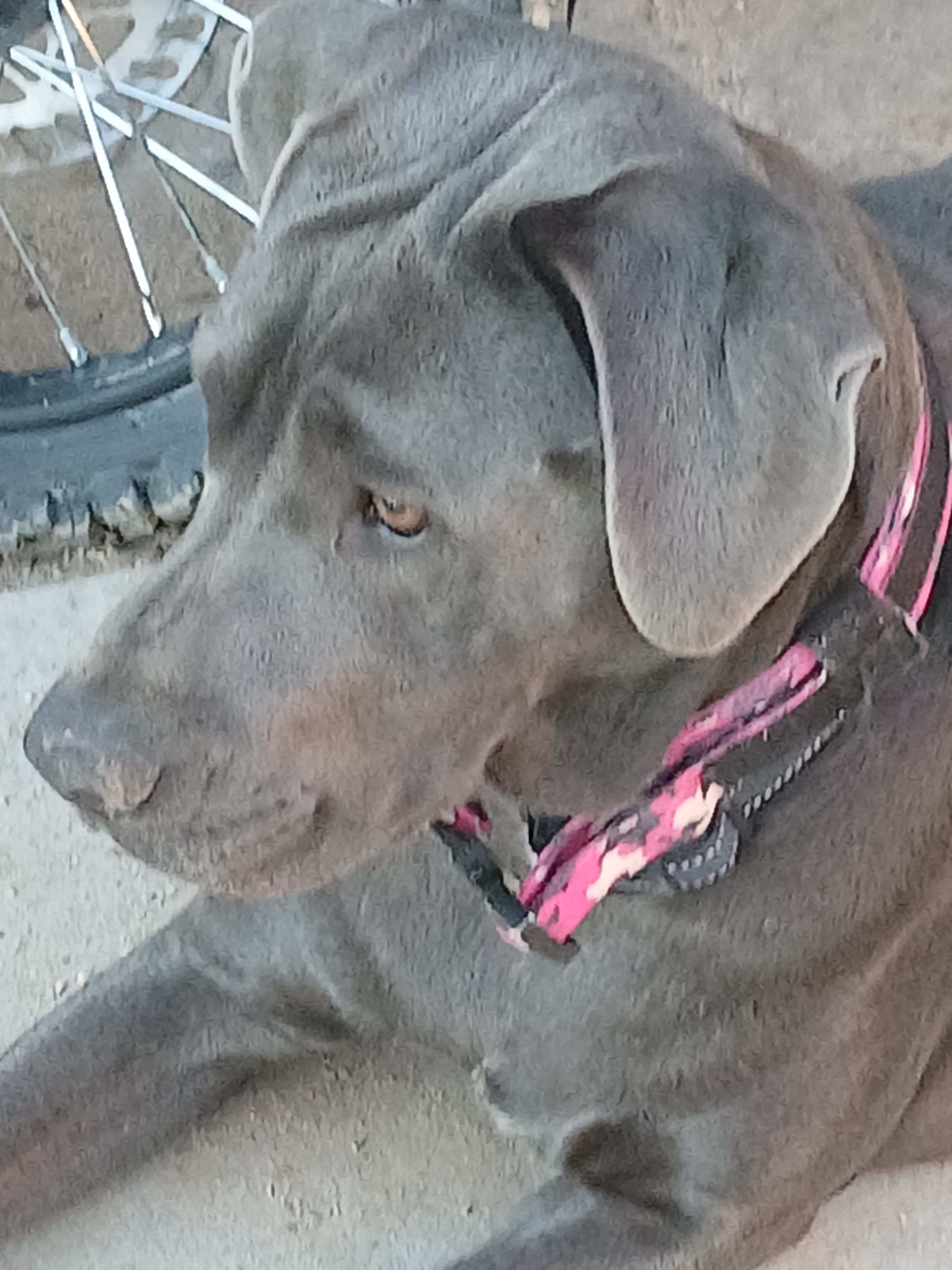 Cleo