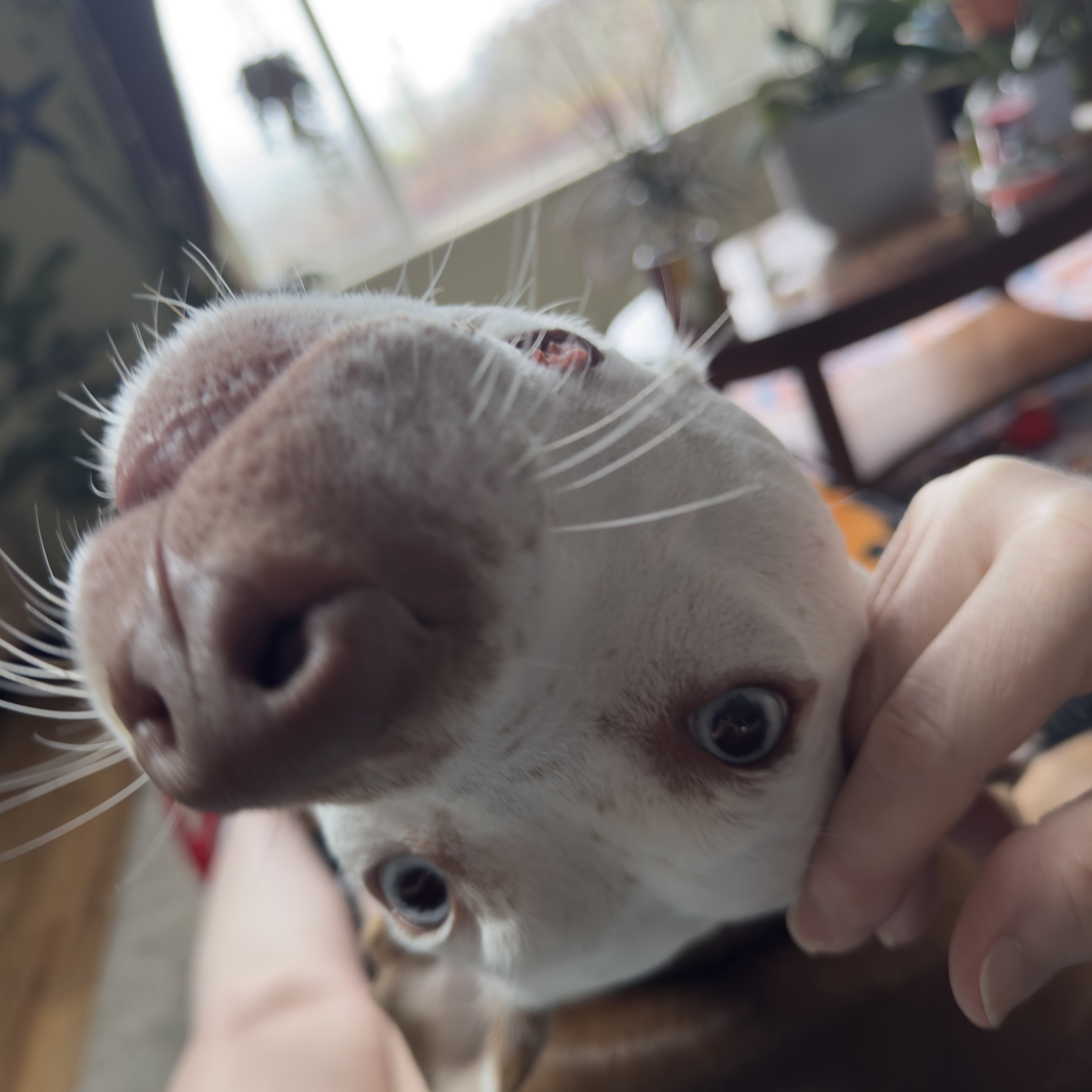 Jack