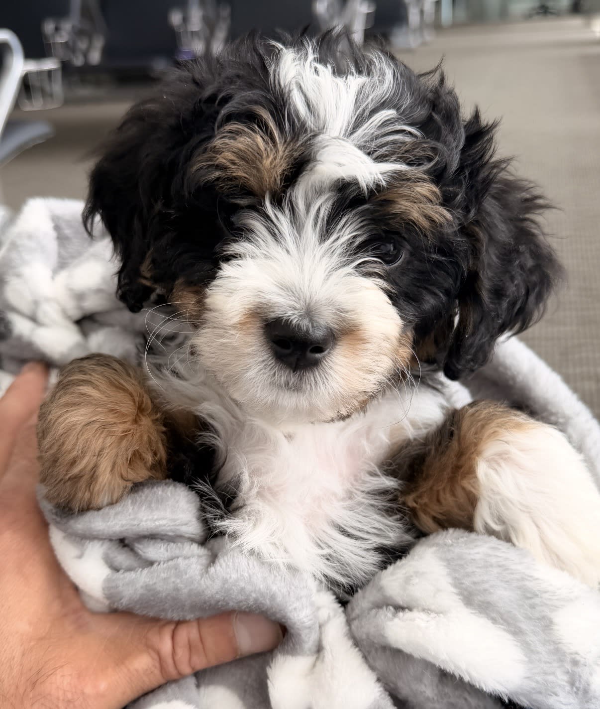 Murphy