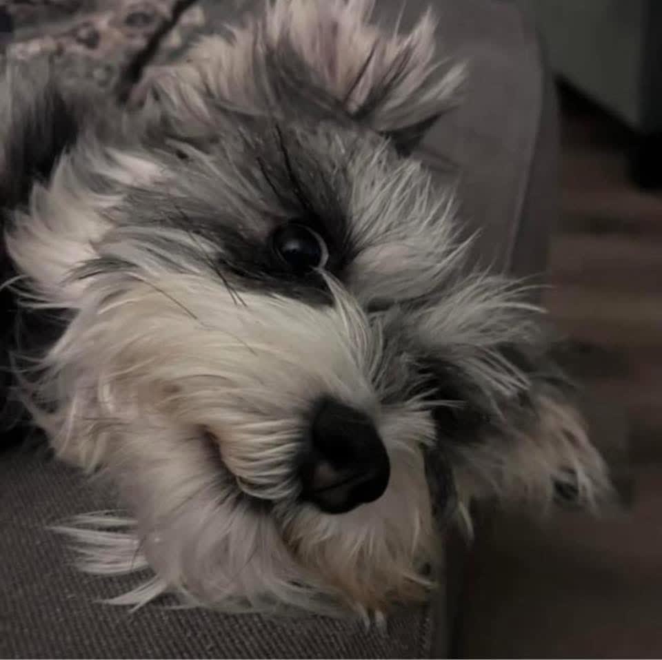 Poppy