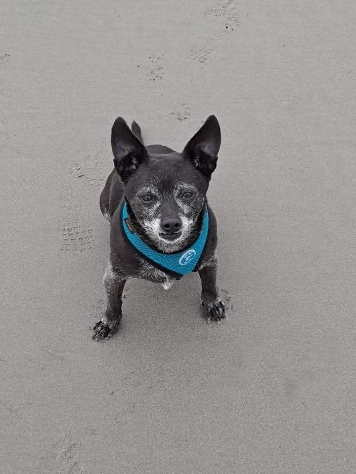 Tuffy