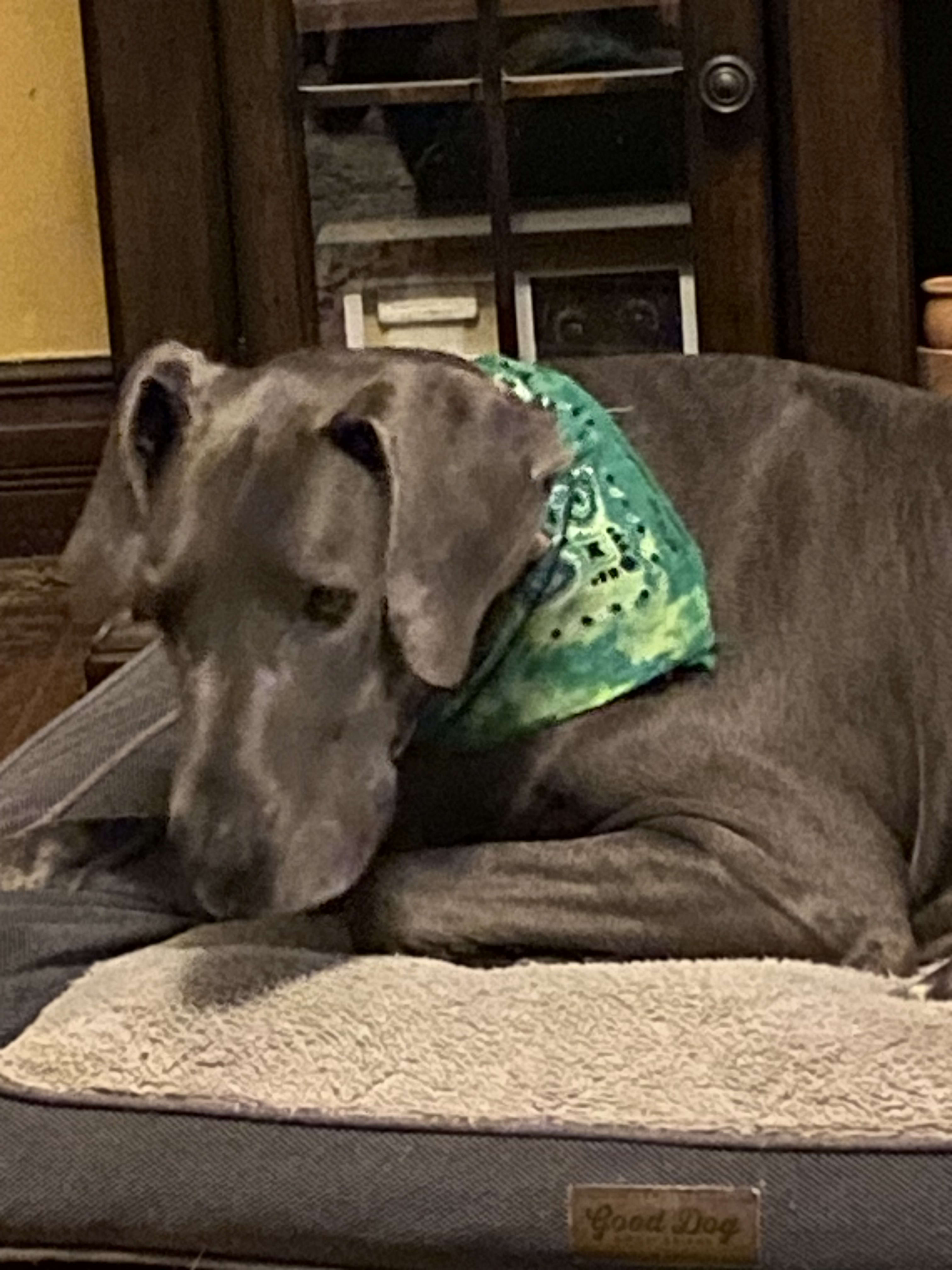 Nova