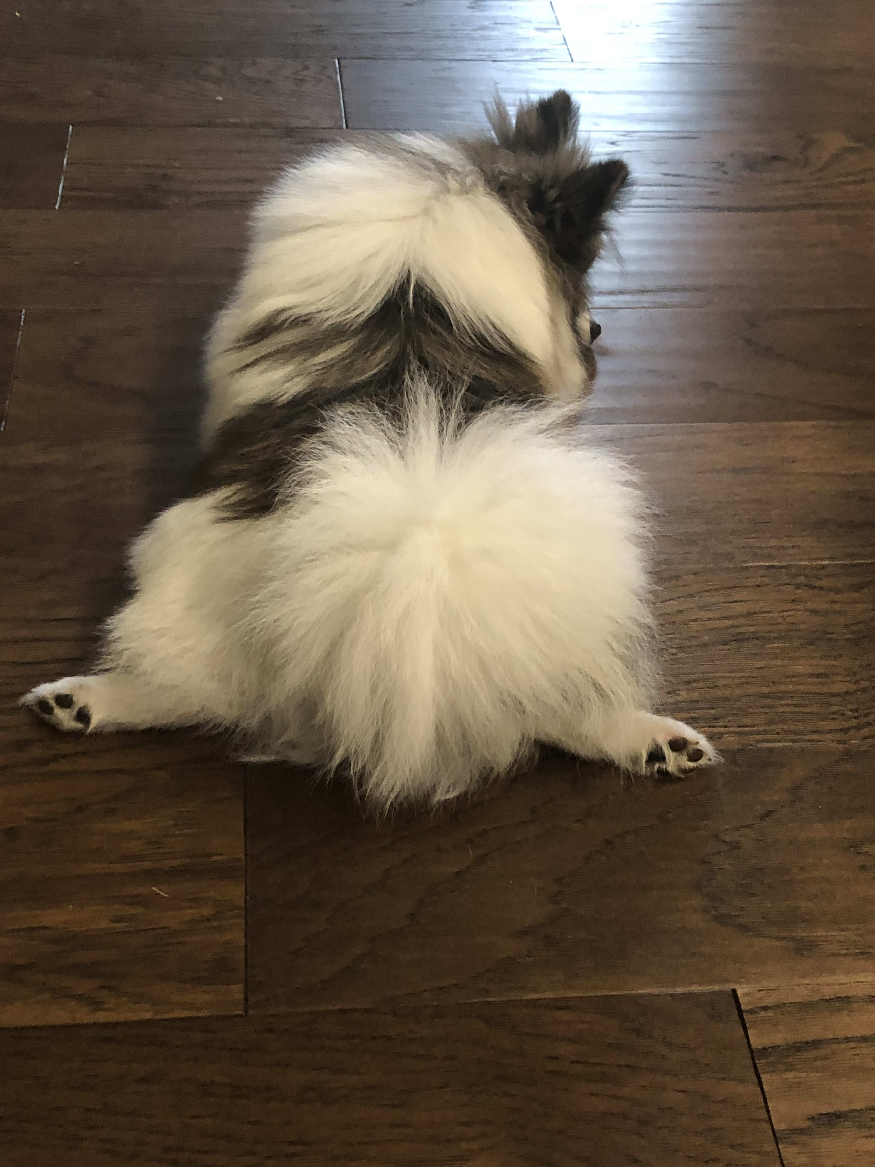 Rocket Rocket