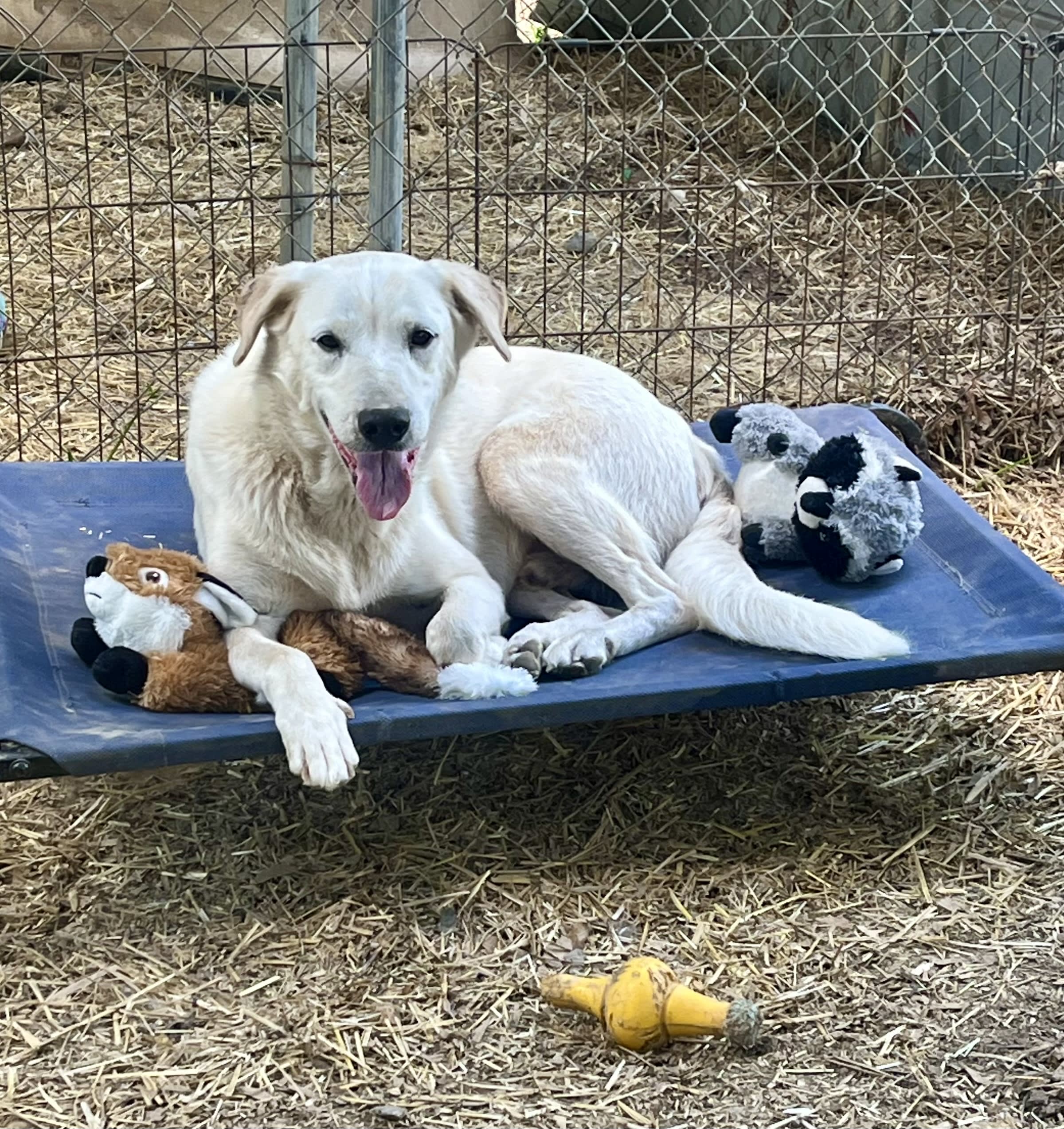 All my dogs are rescues