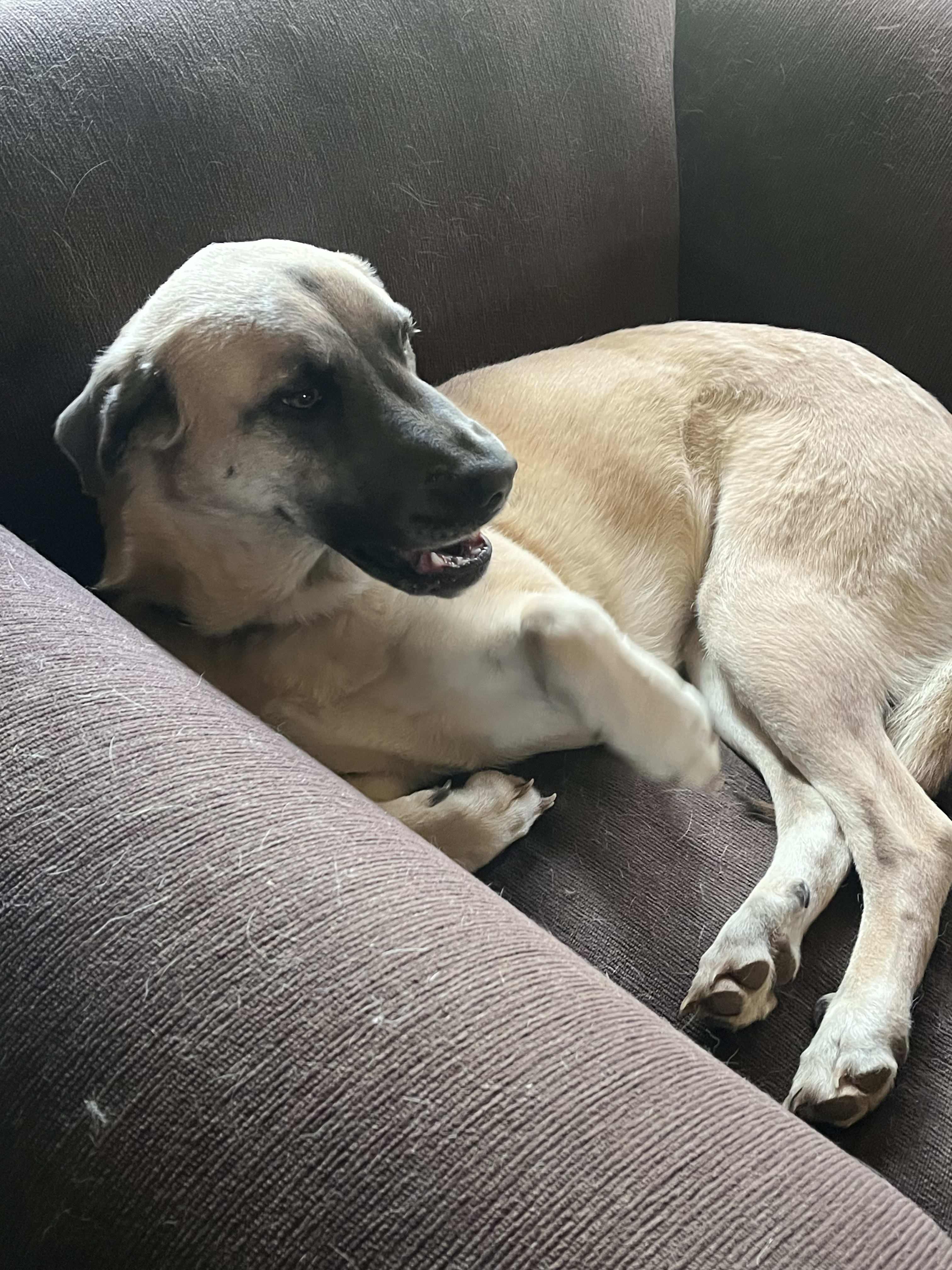 All my dogs are rescues