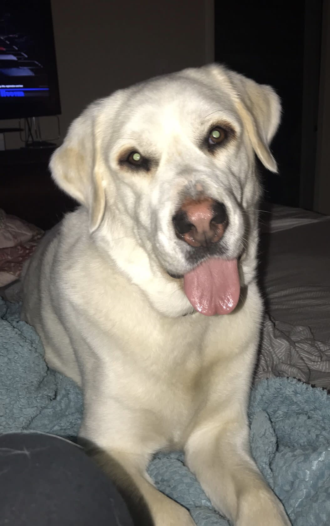 Amos