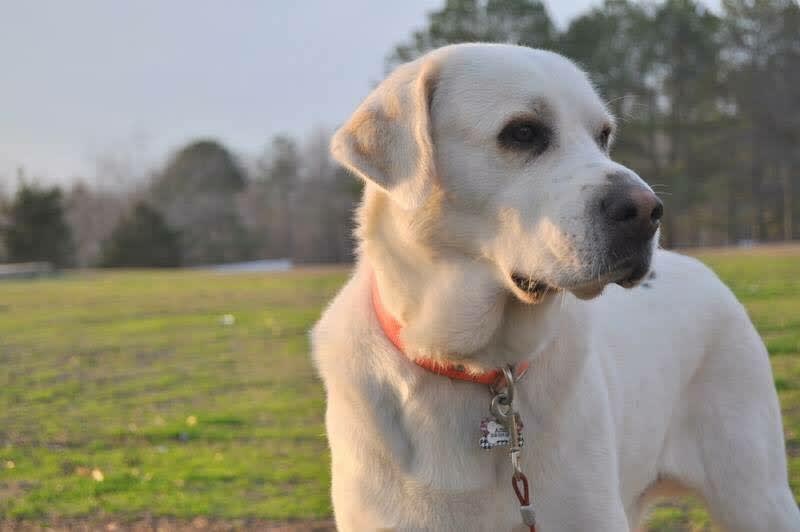 Amos
