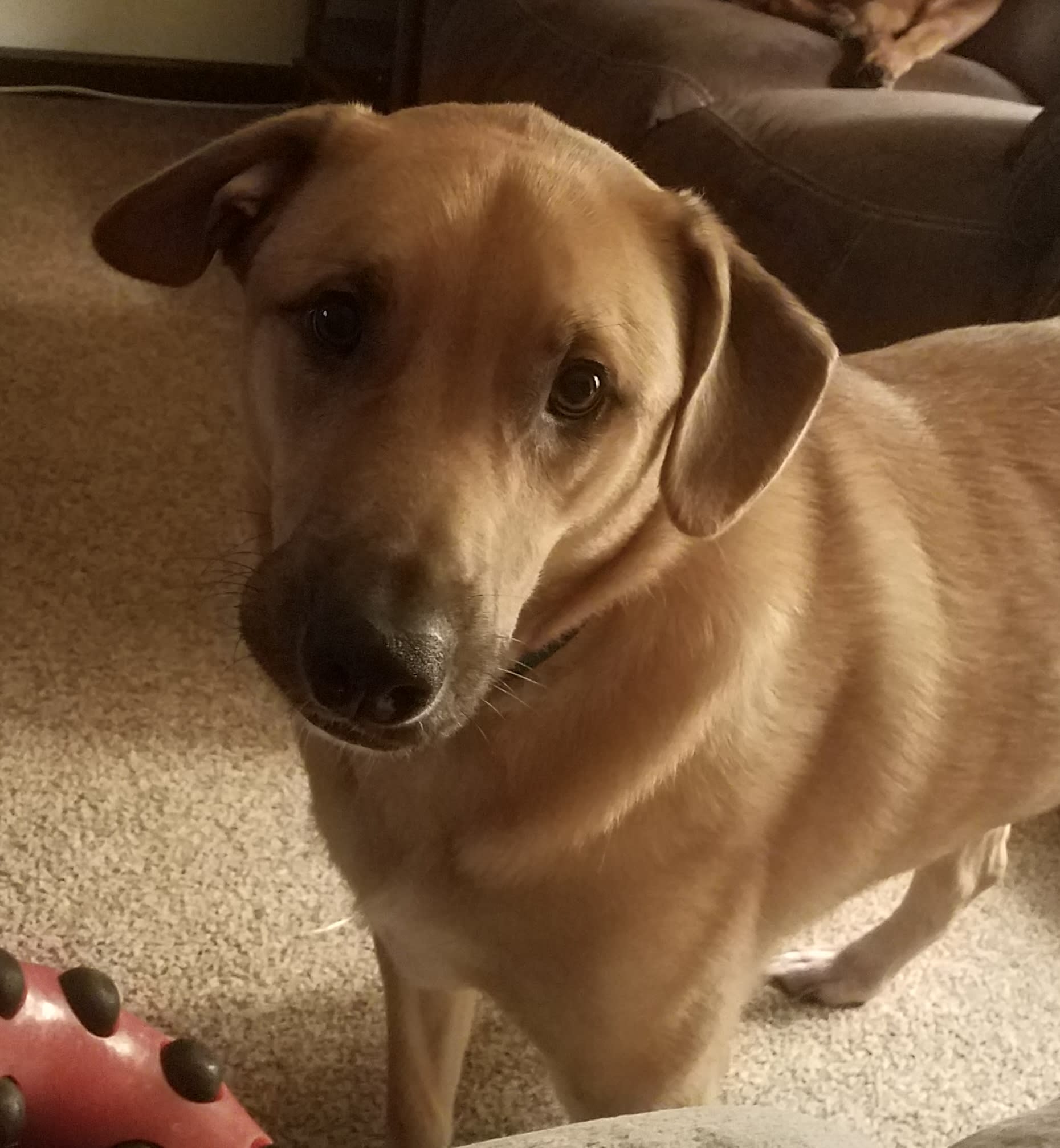 Beau