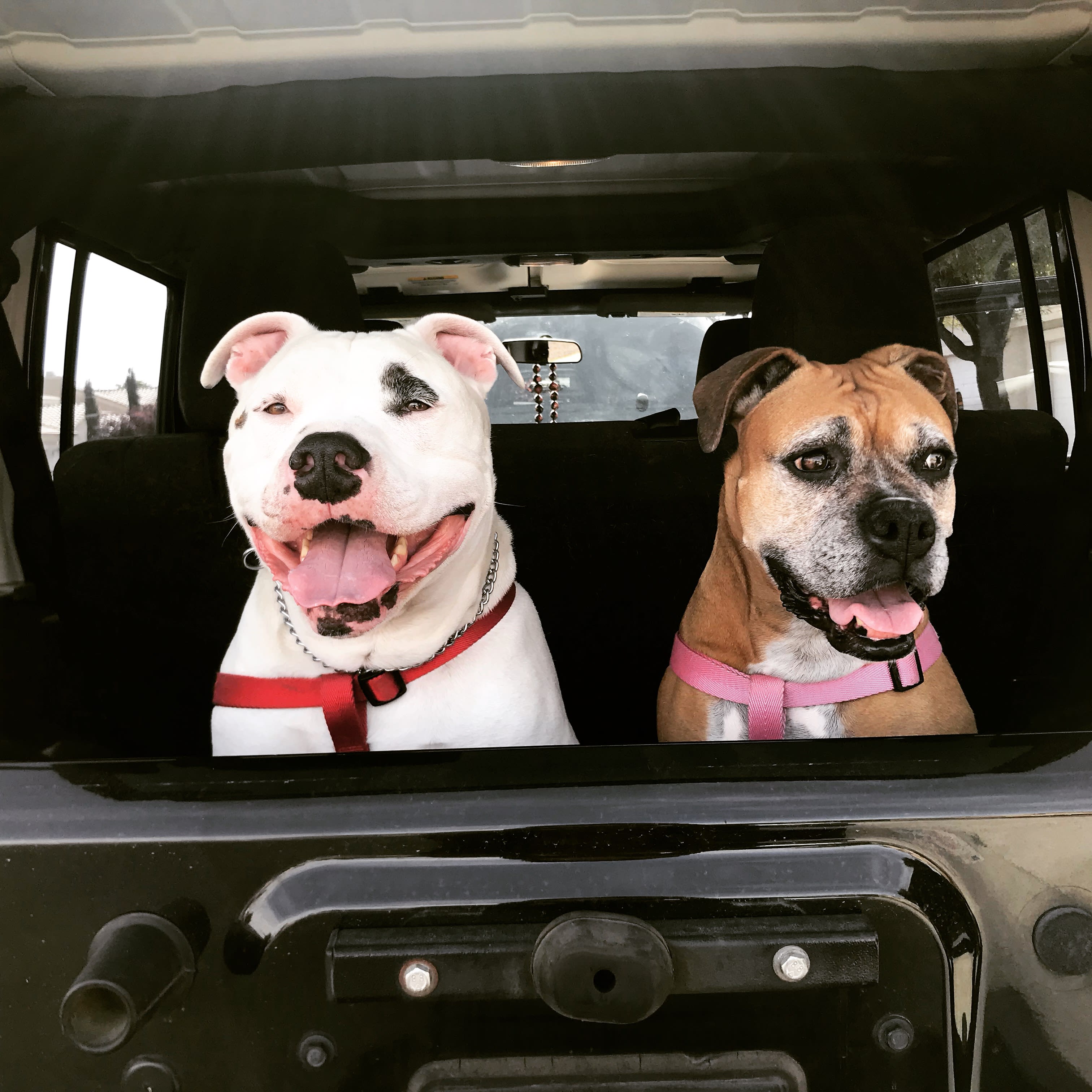 Mo and Bella