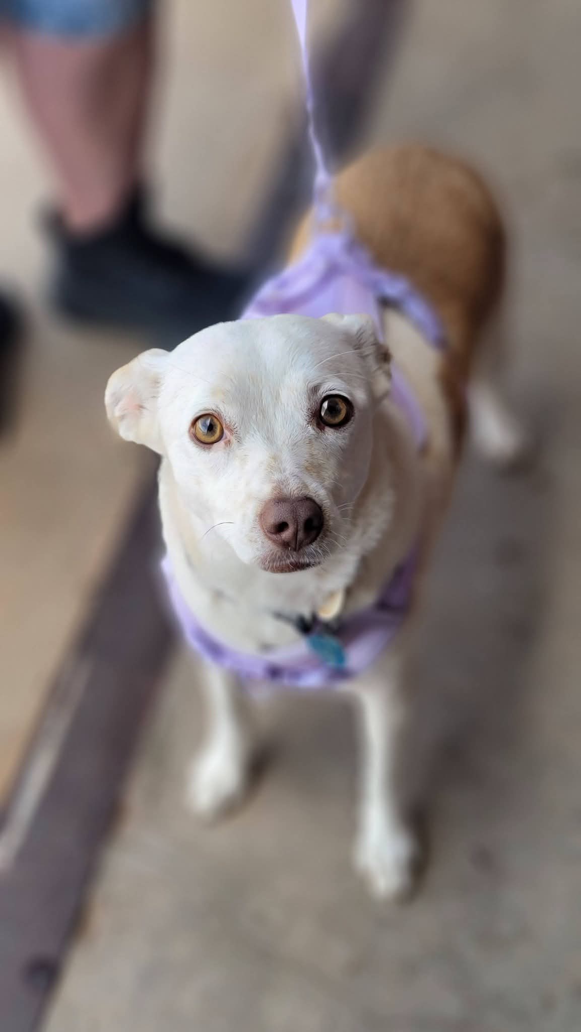 Dolly