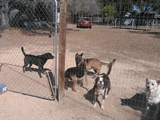 Elsa Alfie and Bella available for adoption