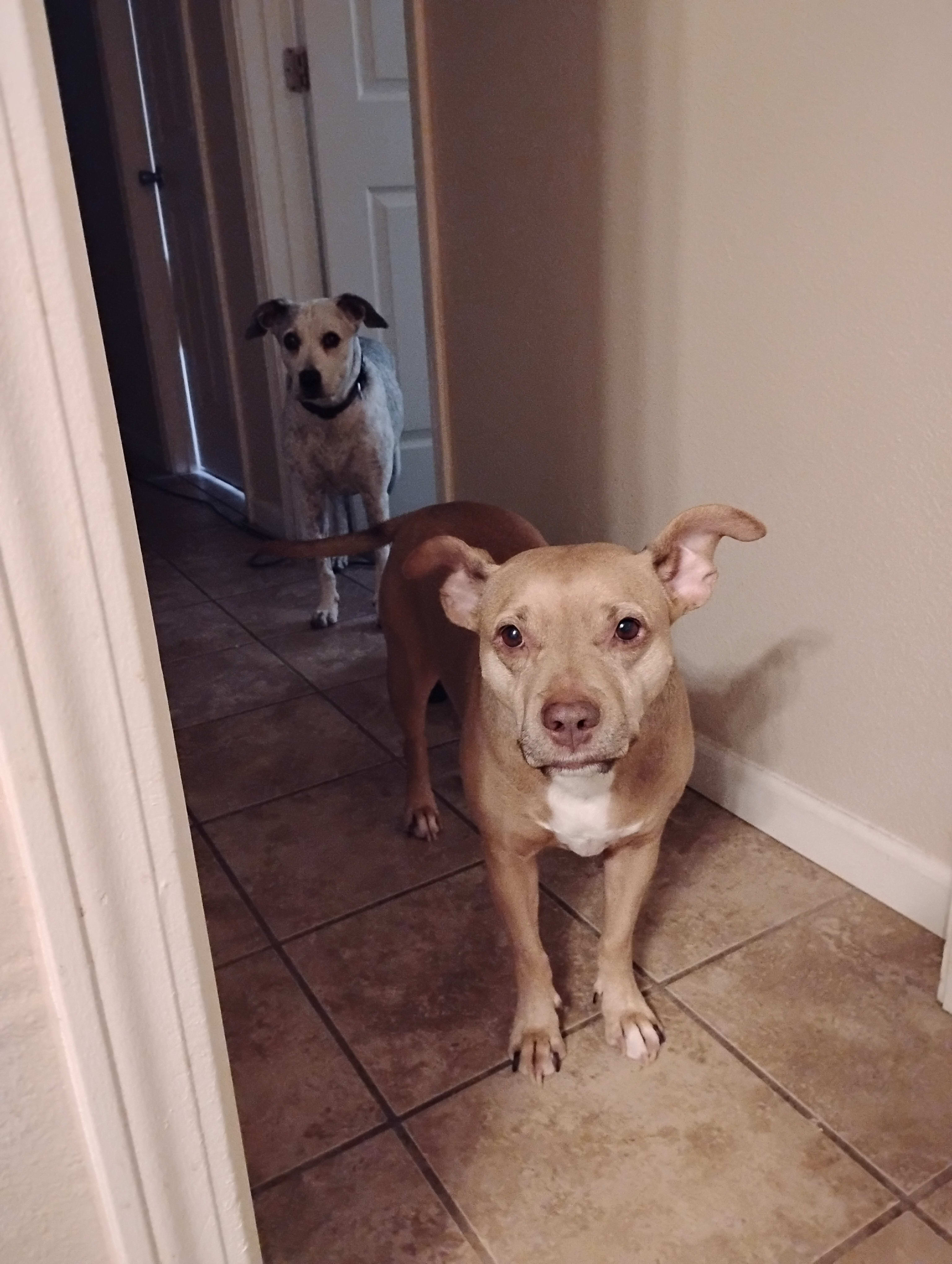 Pepper and gizmo