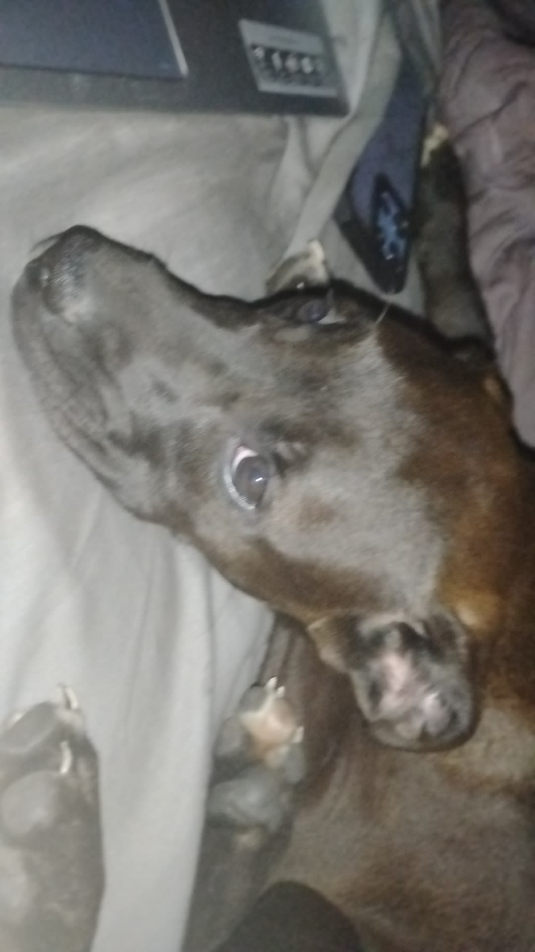 Bella