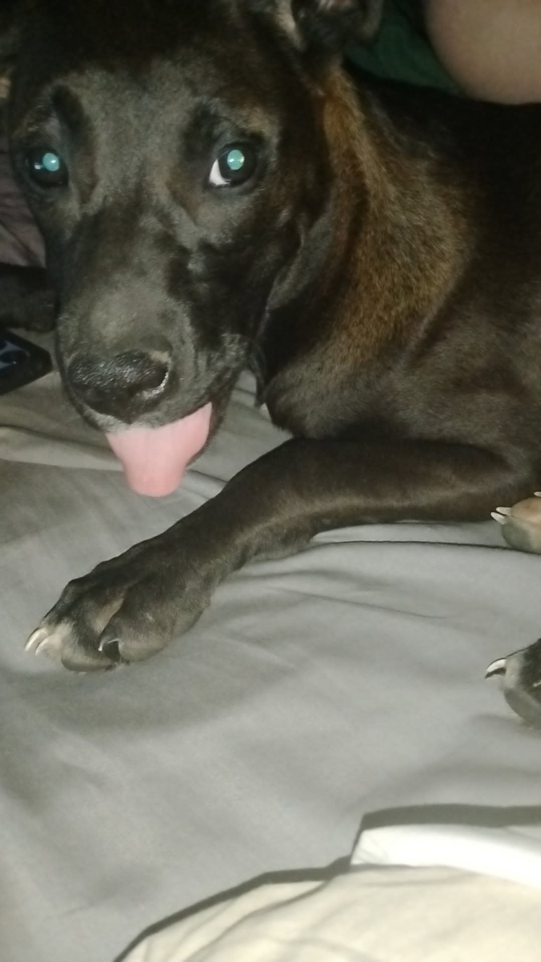 Bella