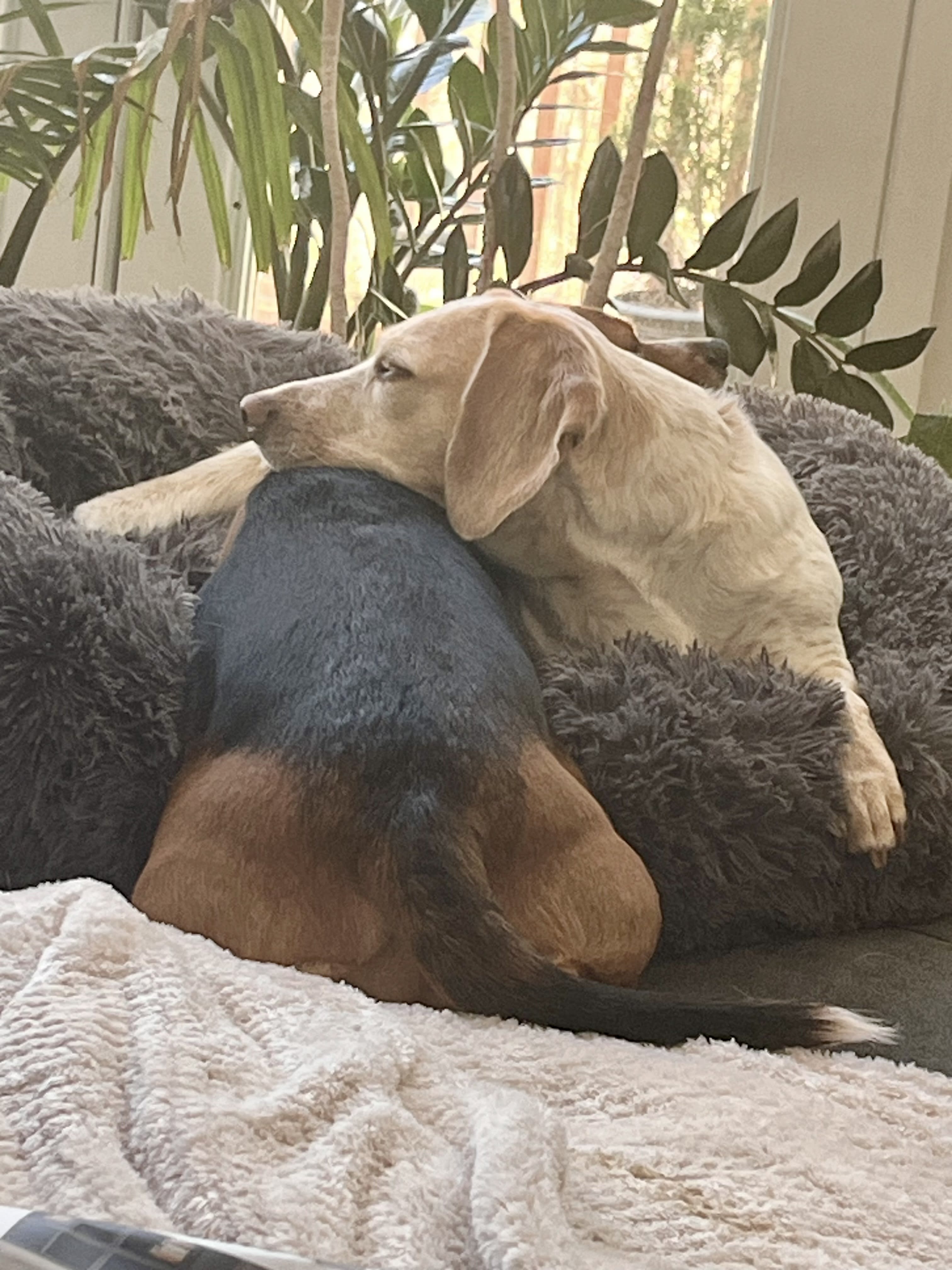 Gucci and Snickerdoodle