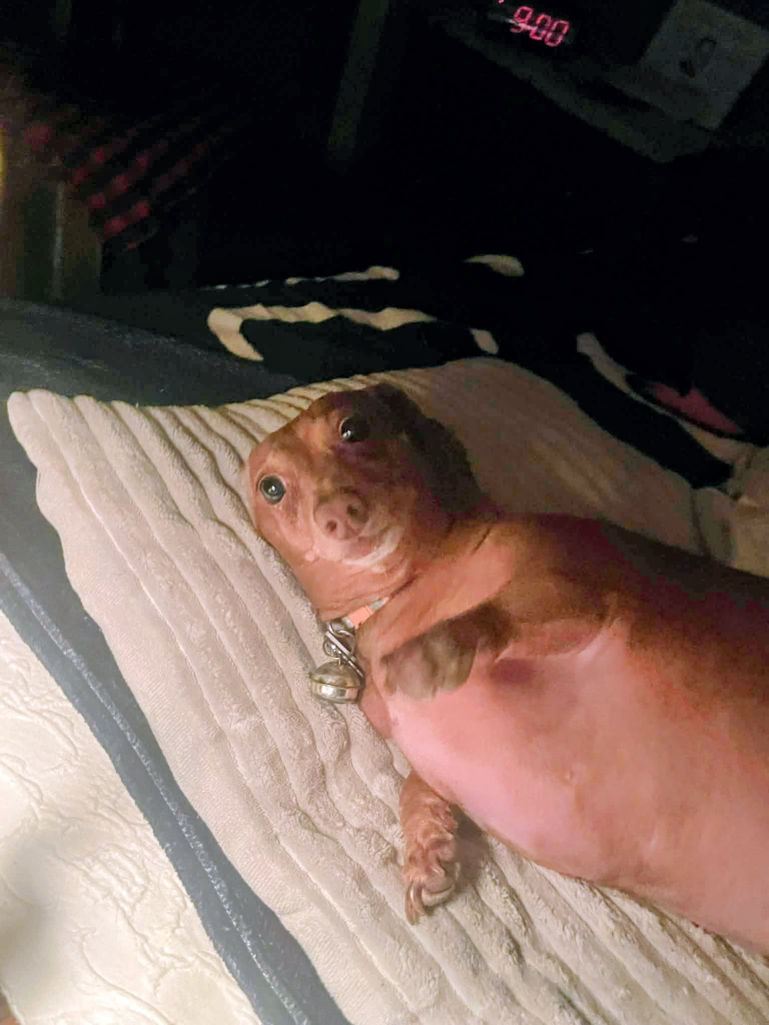 Dolly Mae