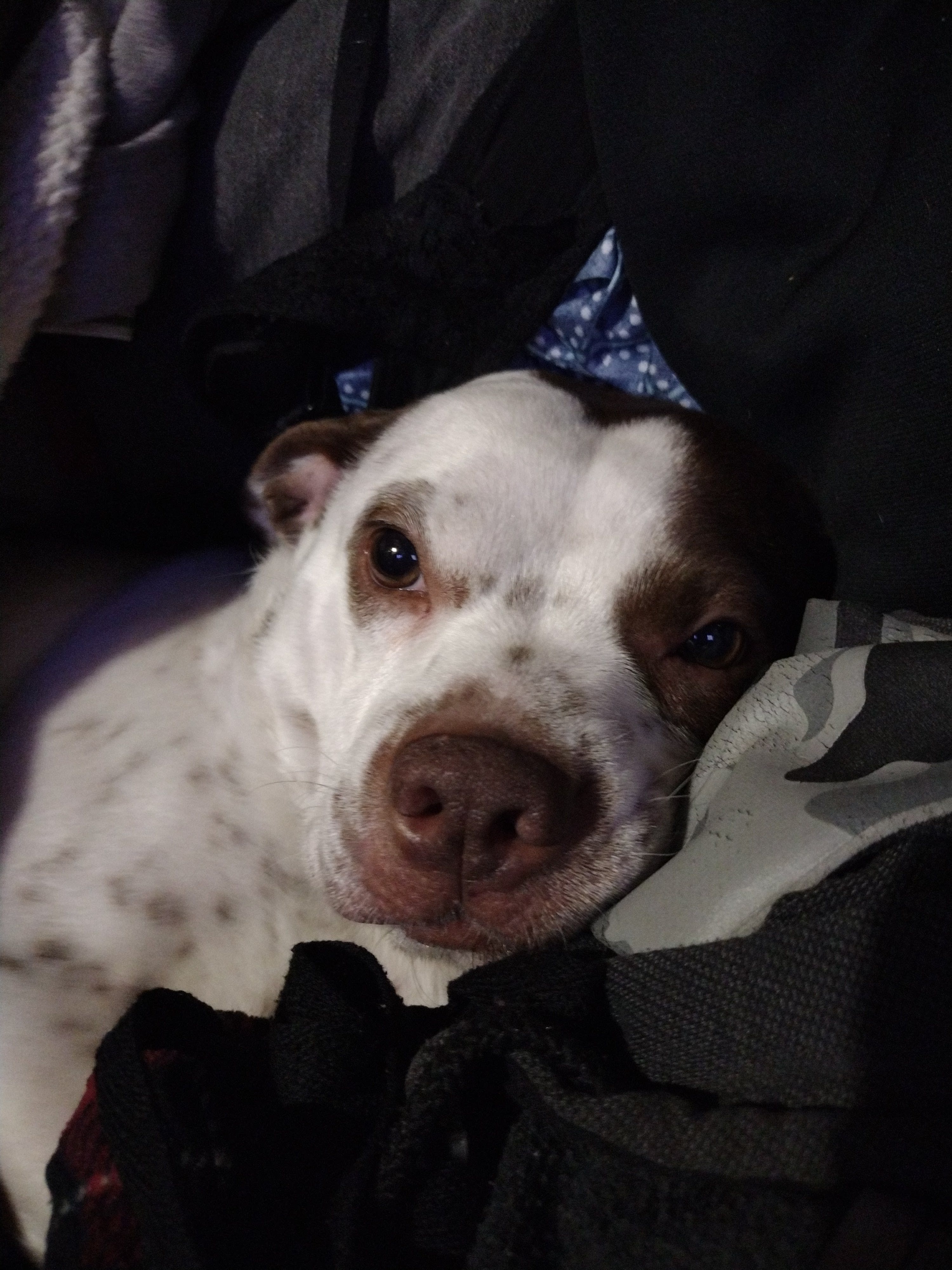 Deebo