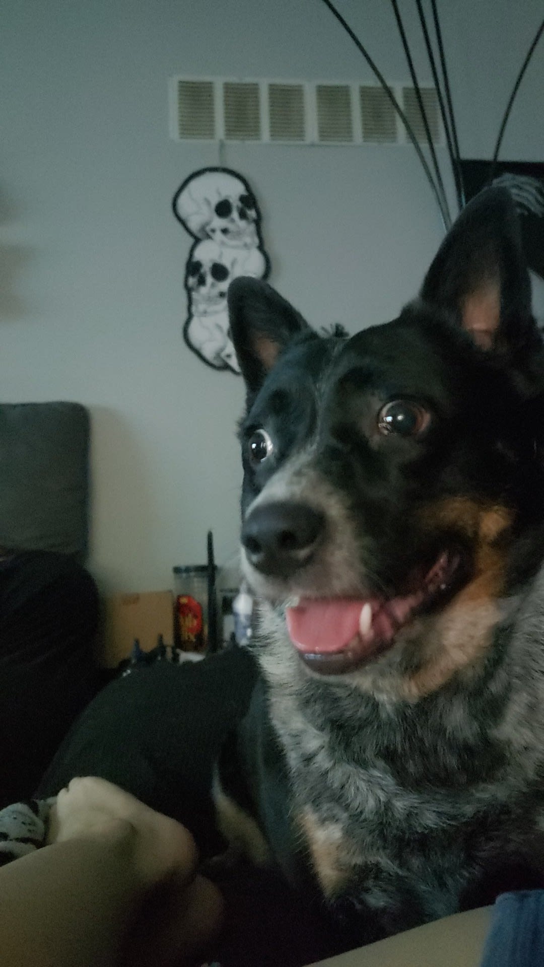 Lady